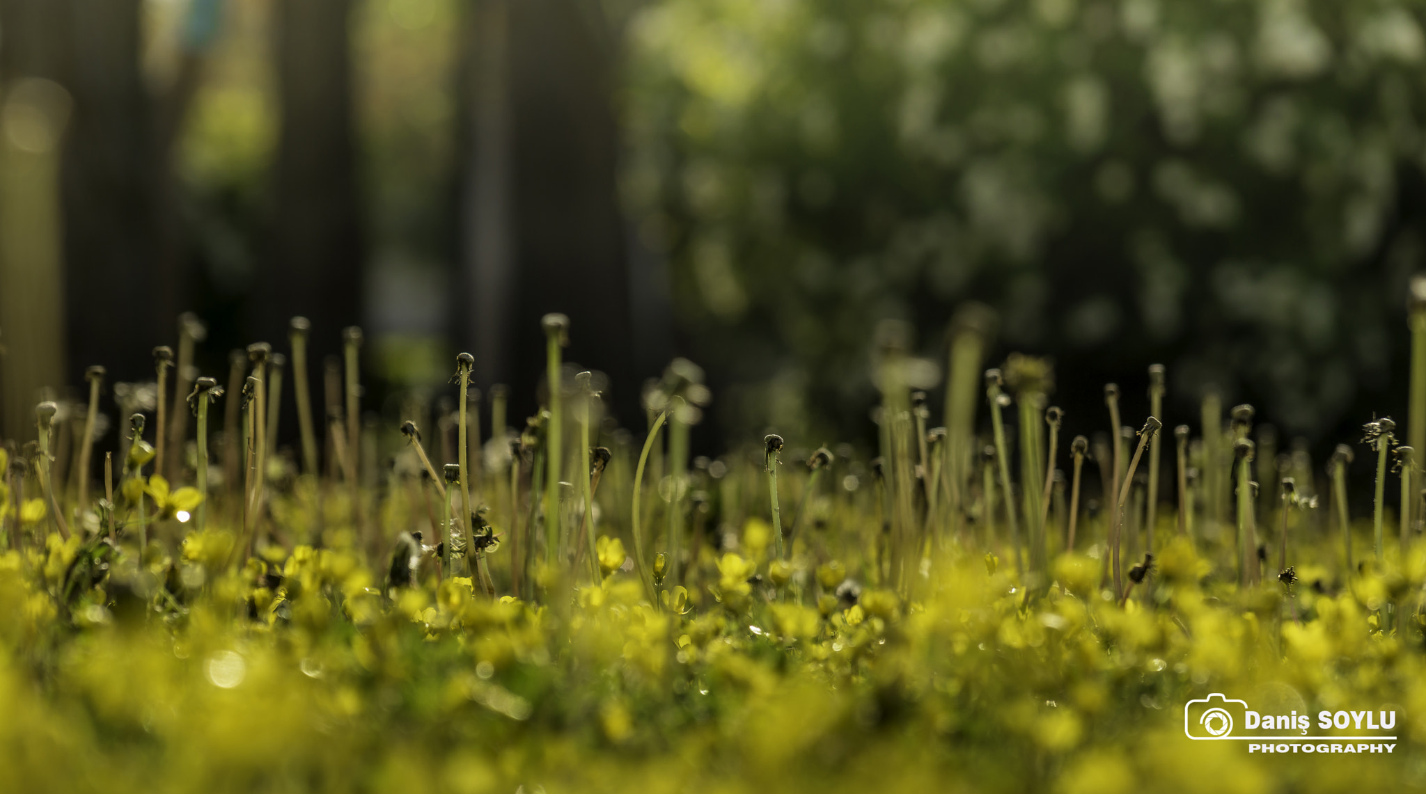 Sony DT 18-135mm F3.5-5.6 SAM sample photo. So close to the ground - nature awakens photography