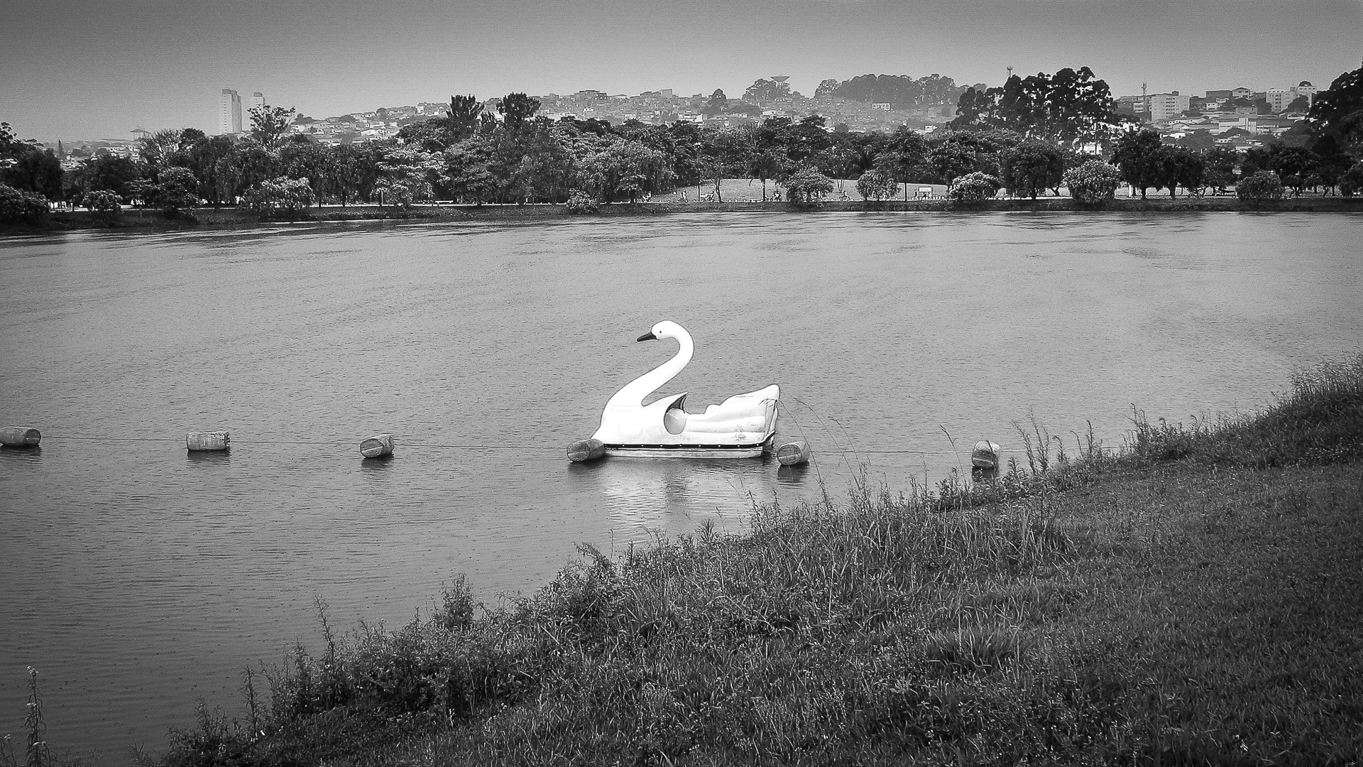 Canon POWERSHOT A610 sample photo. Swan photography