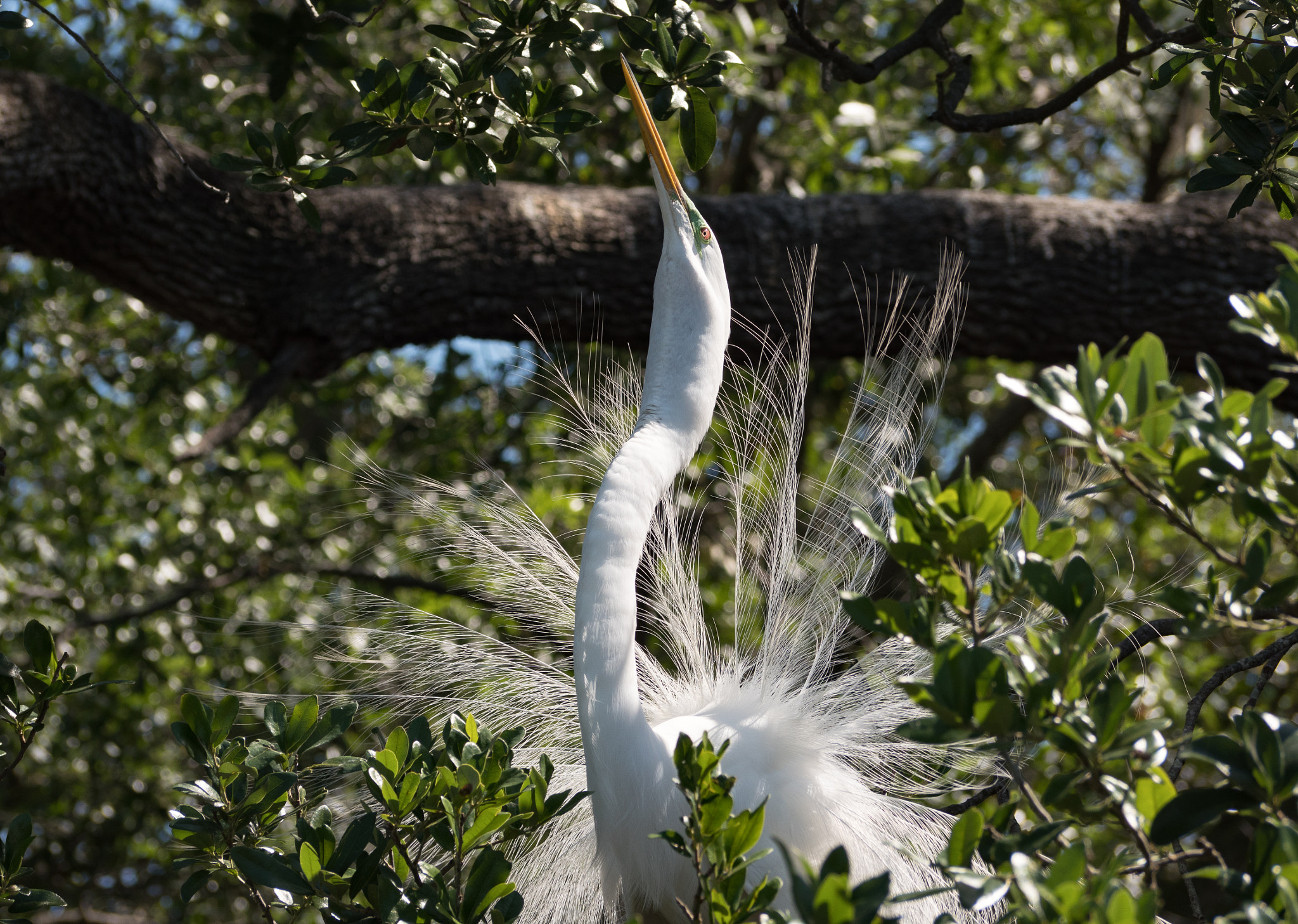 Panasonic Lumix DMC-GX8 sample photo. Snowy egret plumage photography