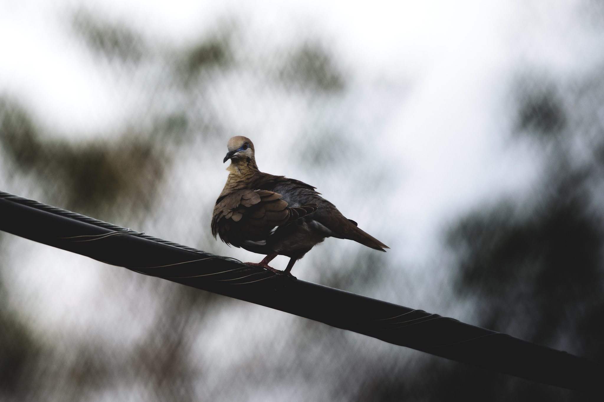 Nikon D3300 sample photo. Bird photography