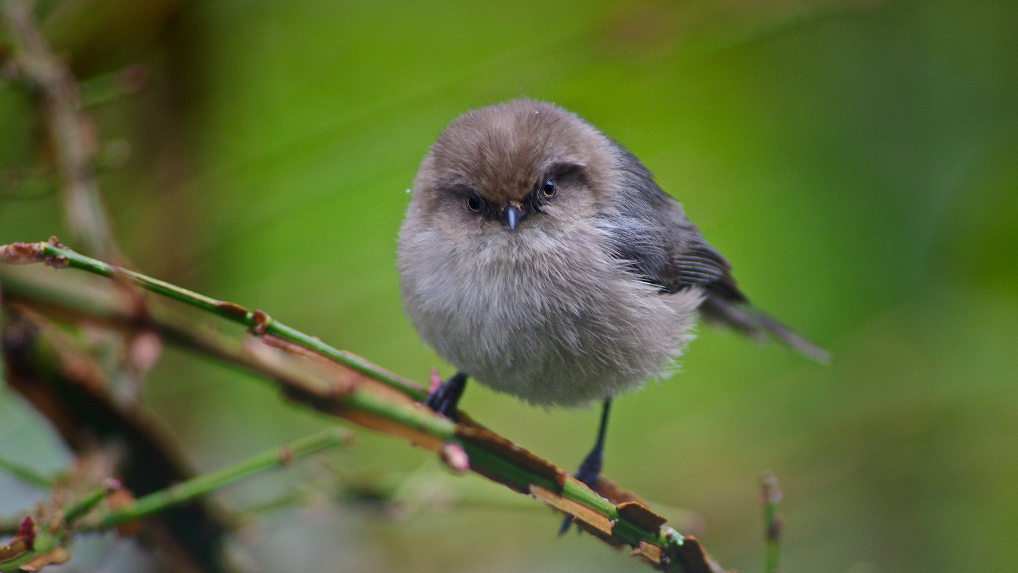 Pentax K-5 sample photo. The look photography