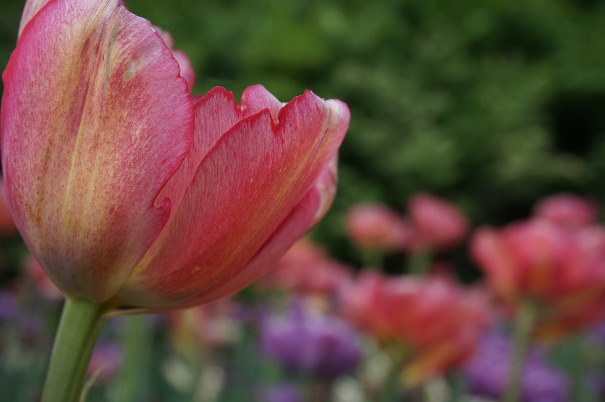 Sony Alpha a5000 (ILCE 5000) + Sony E 18-50mm F4-5.6 sample photo. Ottawa tulip festival - pink photography