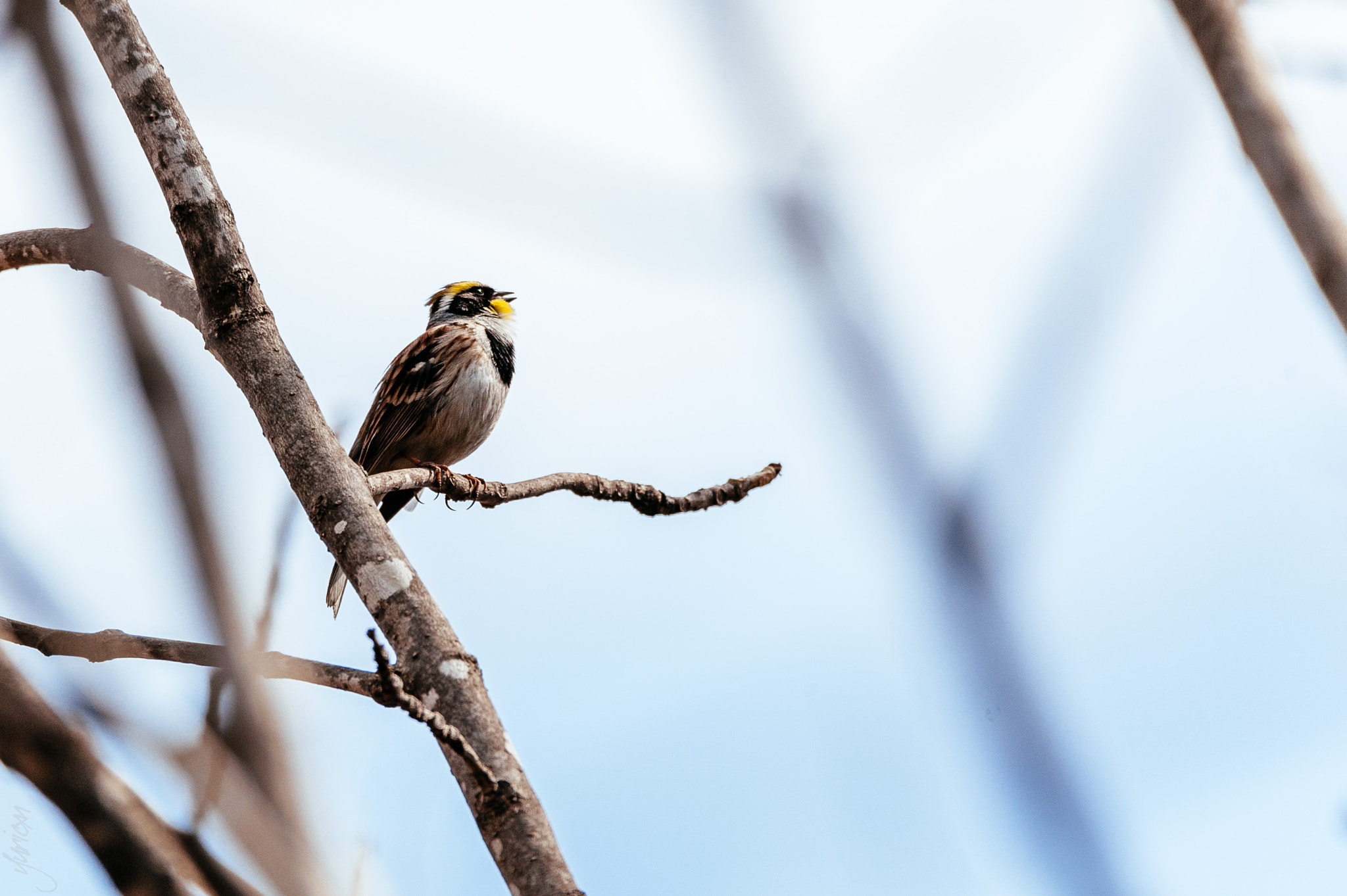 Sigma 150-600mm F5-6.3 DG OS HSM | S sample photo. Овсянка photography