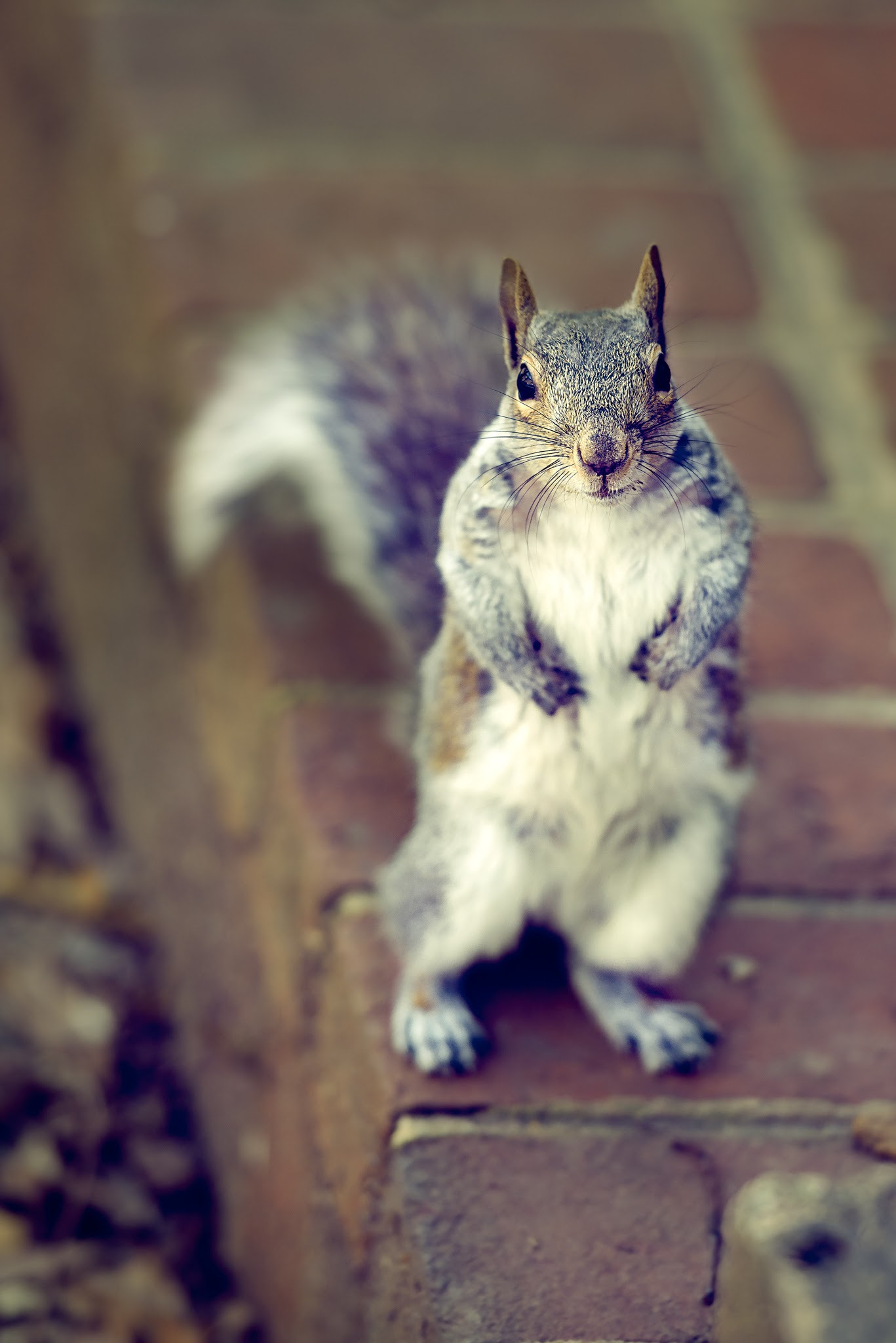Nikon AF-S Nikkor 70-200mm F2.8G ED VR II sample photo. Squirrel photography