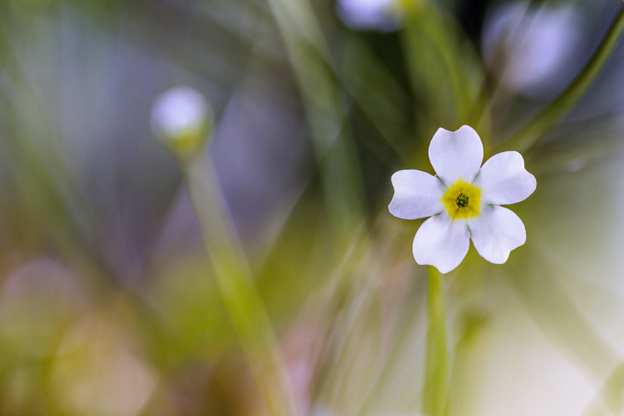 Canon EF-S 60mm F2.8 Macro USM sample photo. Rock jasmine photography