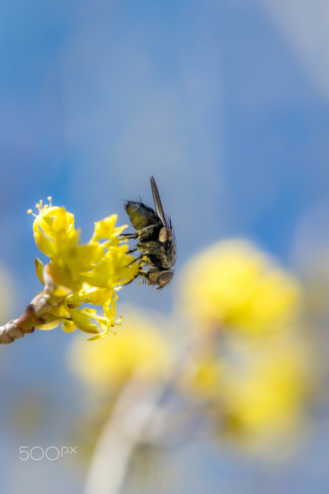 Nikon AF-S Micro-Nikkor 105mm F2.8G IF-ED VR sample photo. Fly photography