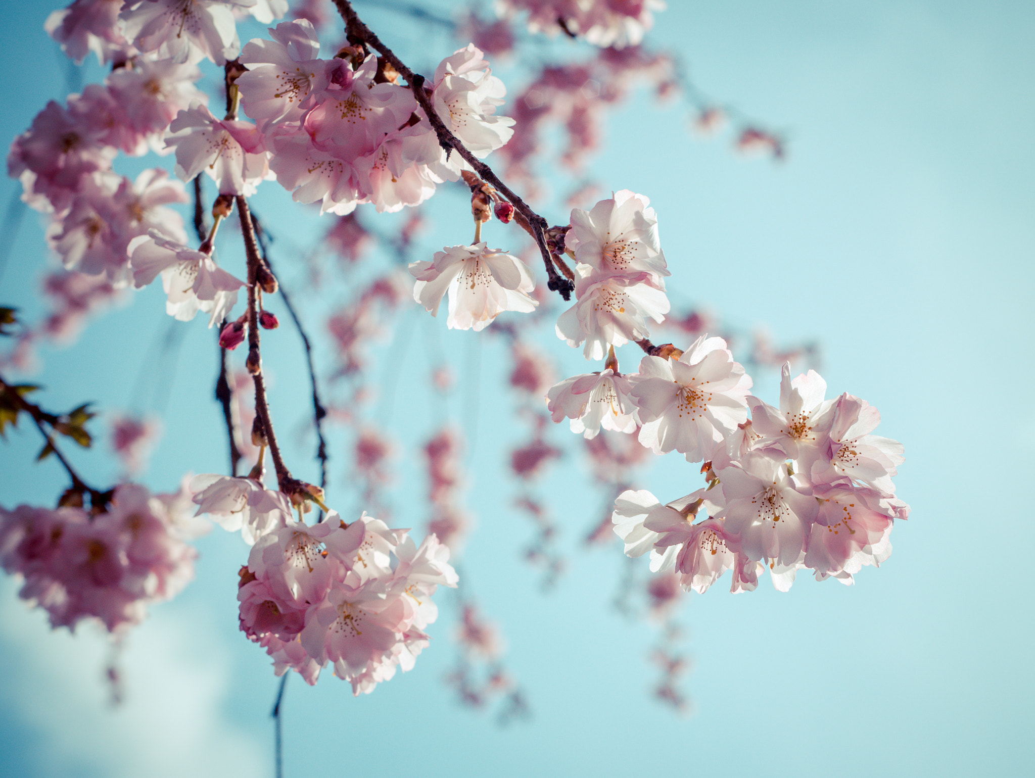 Canon EOS 80D + Canon EF 50mm F1.8 II sample photo. Beautiful blossoms photography