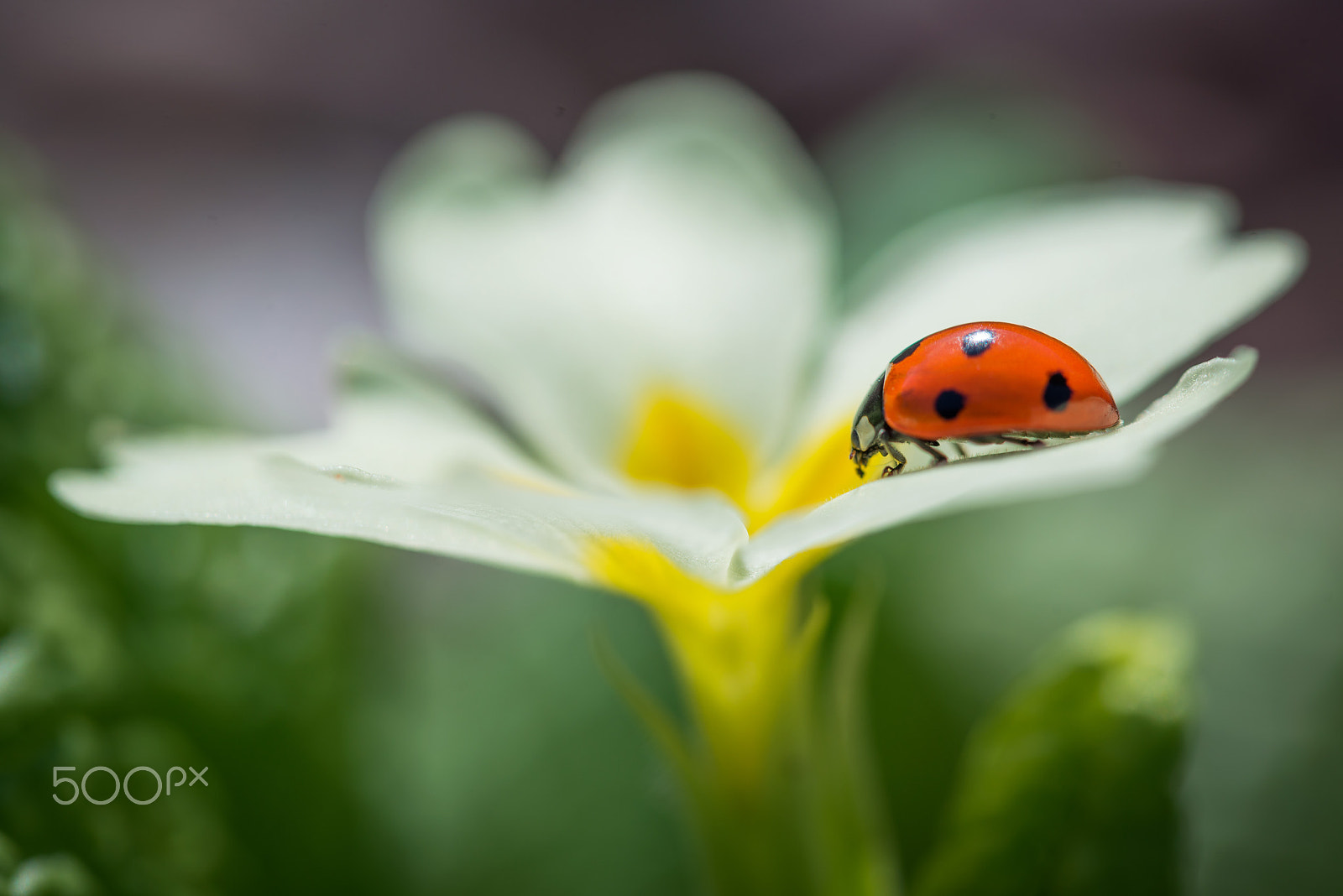 Nikon D800 sample photo. Spring lady photography