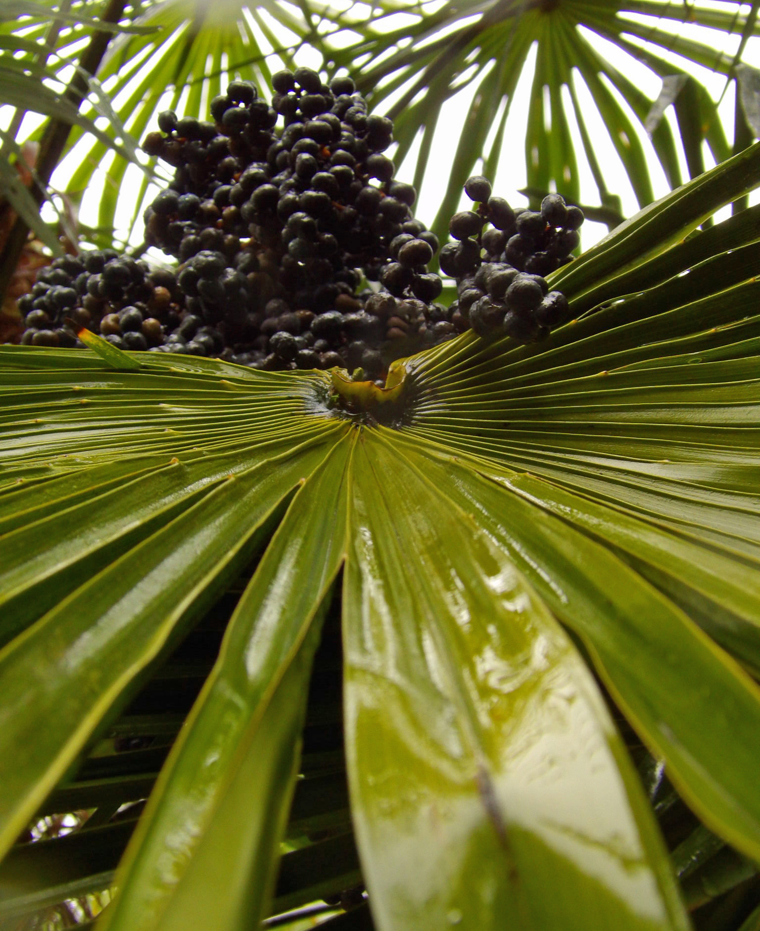 Kodak PIXPRO AZ521 sample photo. Palm leaf photography