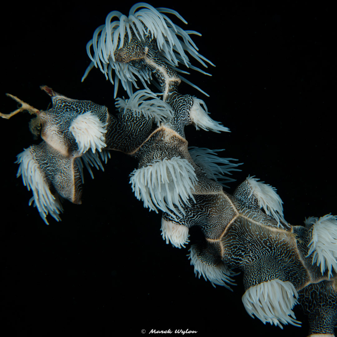 Nikon AF-S Micro-Nikkor 60mm F2.8G ED sample photo. Soft coral | papua | 2016.04.24 photography