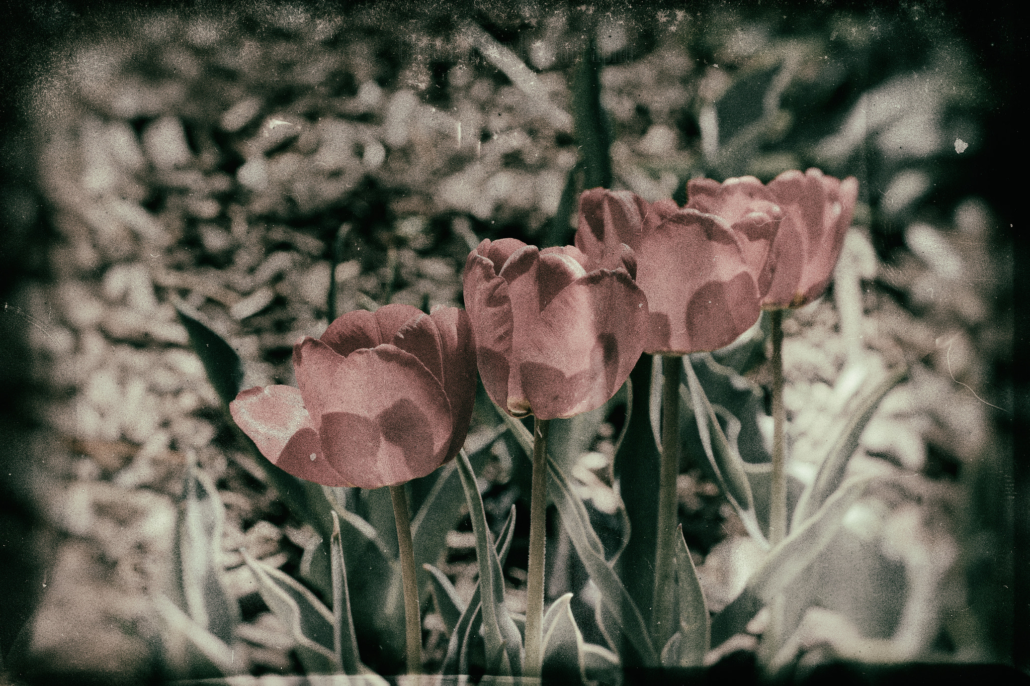 Canon EOS 7D sample photo. Wet plate nature #1 photography