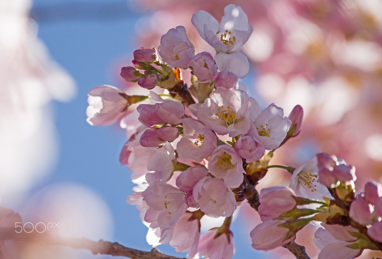Sigma 150-600mm F5-6.3 DG OS HSM | C sample photo. Cherry blossom photography