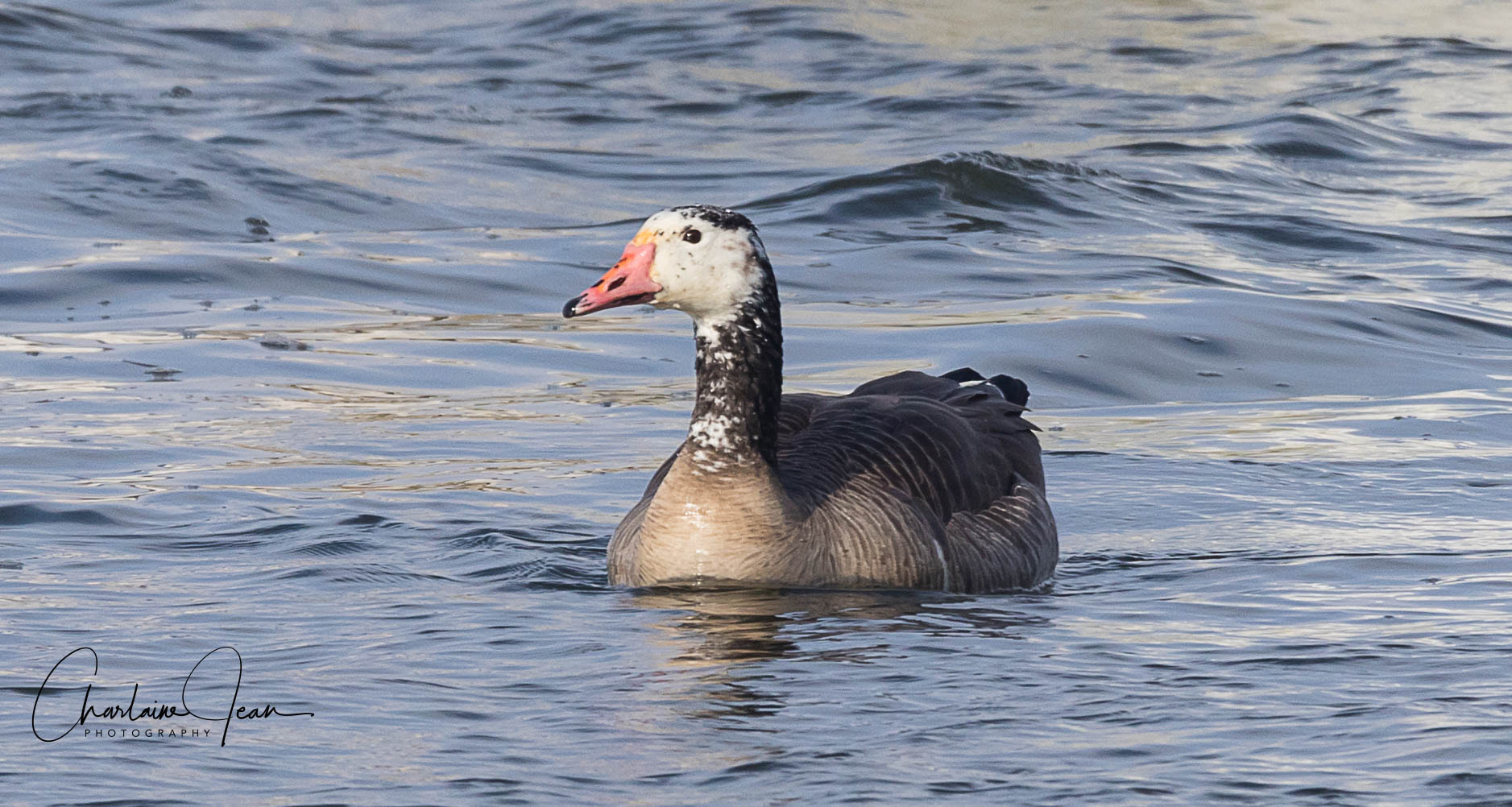 Canon EOS 7D Mark II + 150-600mm F5-6.3 DG OS HSM | Sports 014 sample photo. Goose hybrid, st-lawrence river, quebec, canada photography