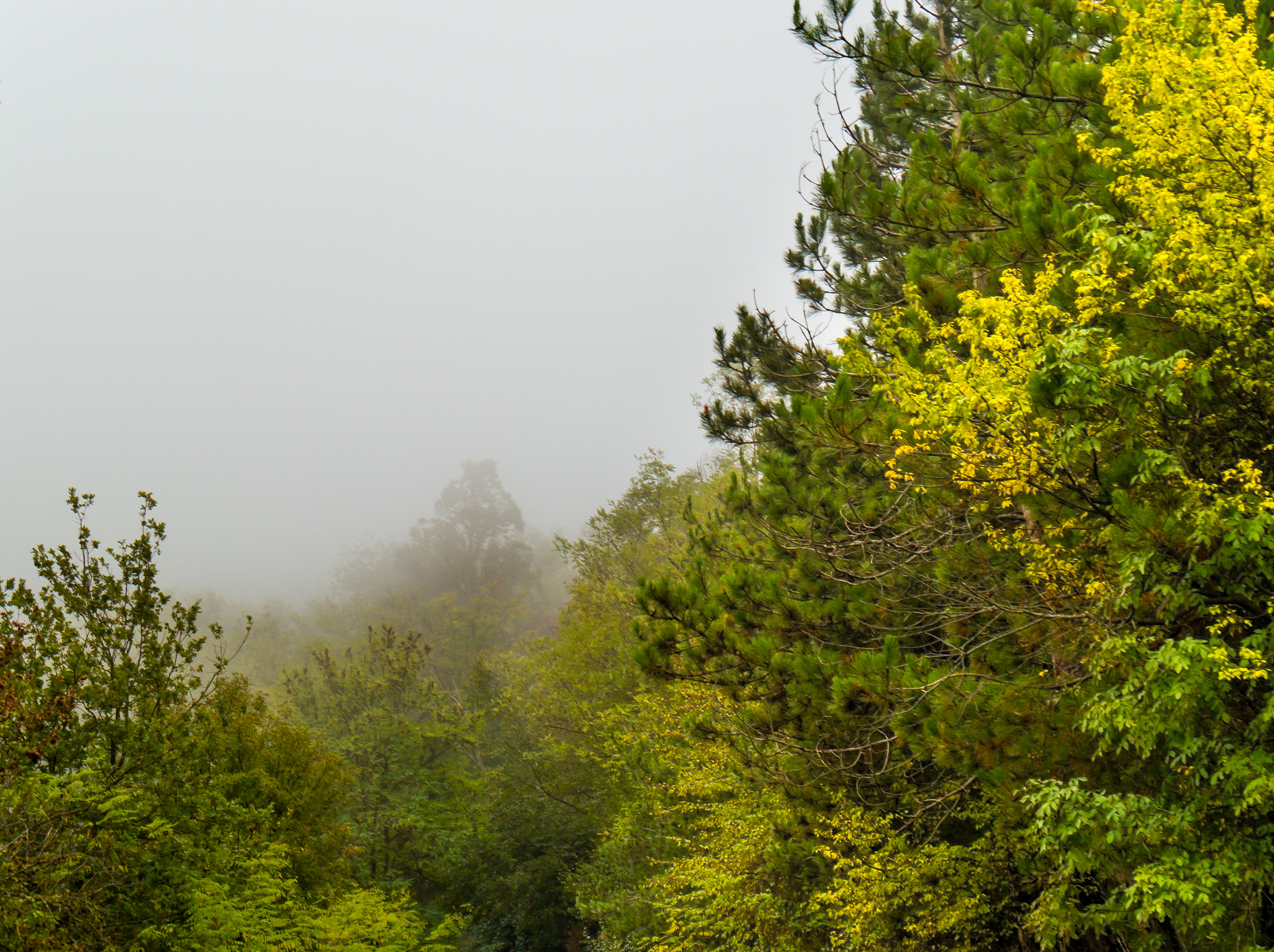 Panasonic Lumix DMC-G6 sample photo. Tree & fog photography