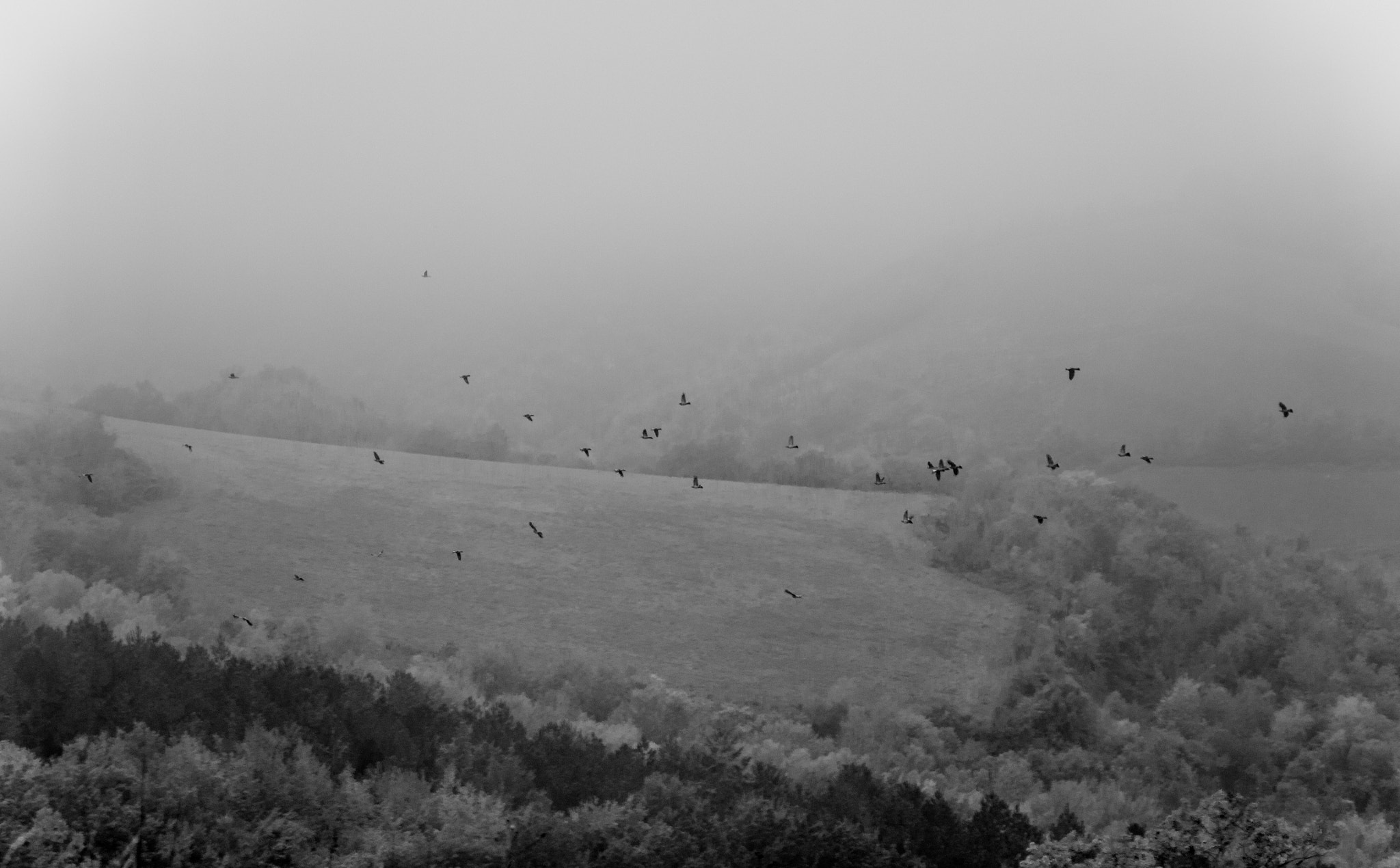 Panasonic Lumix DMC-G6 sample photo. Birds in the fog photography