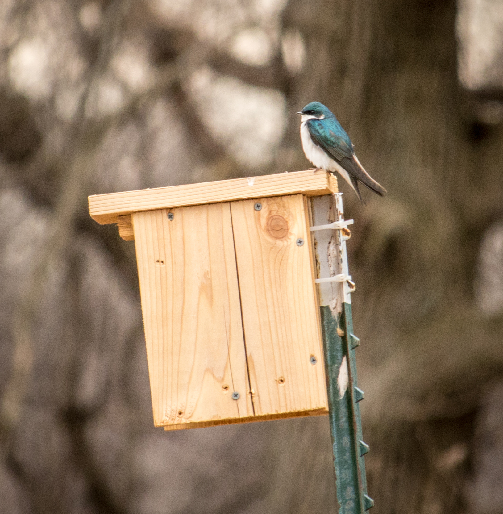 Canon EF-S 55-250mm F4-5.6 IS STM sample photo. Blue bird @ pine dunes forest preserve photography