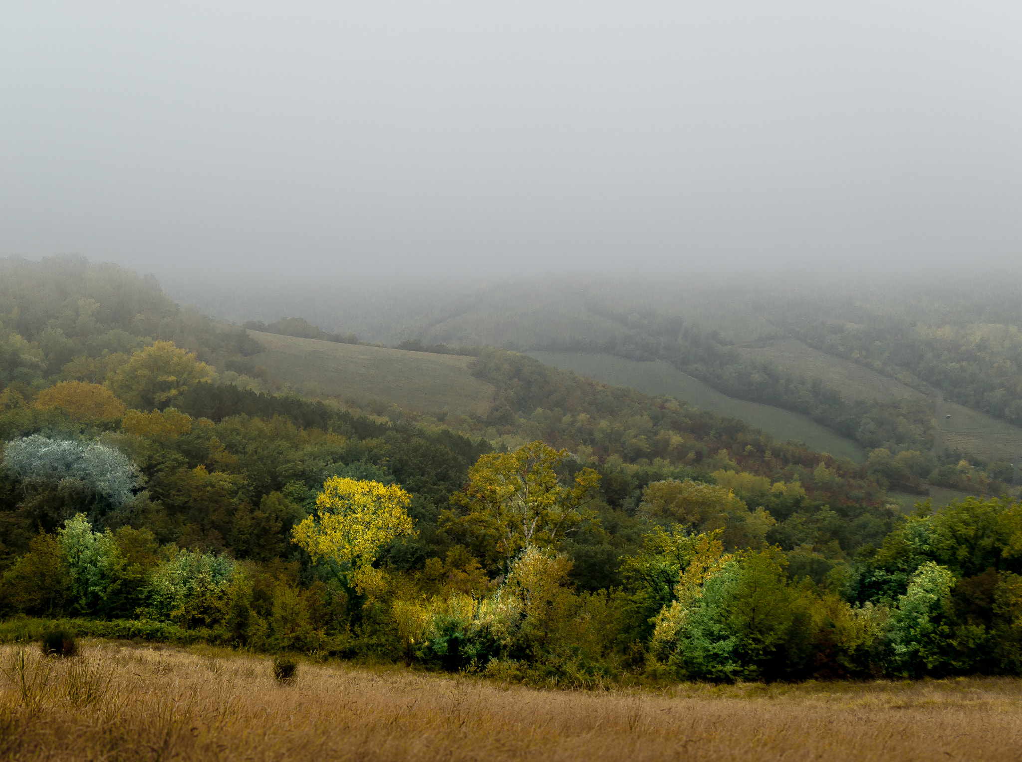 Panasonic Lumix DMC-G6 sample photo. Rays of light across the fog photography