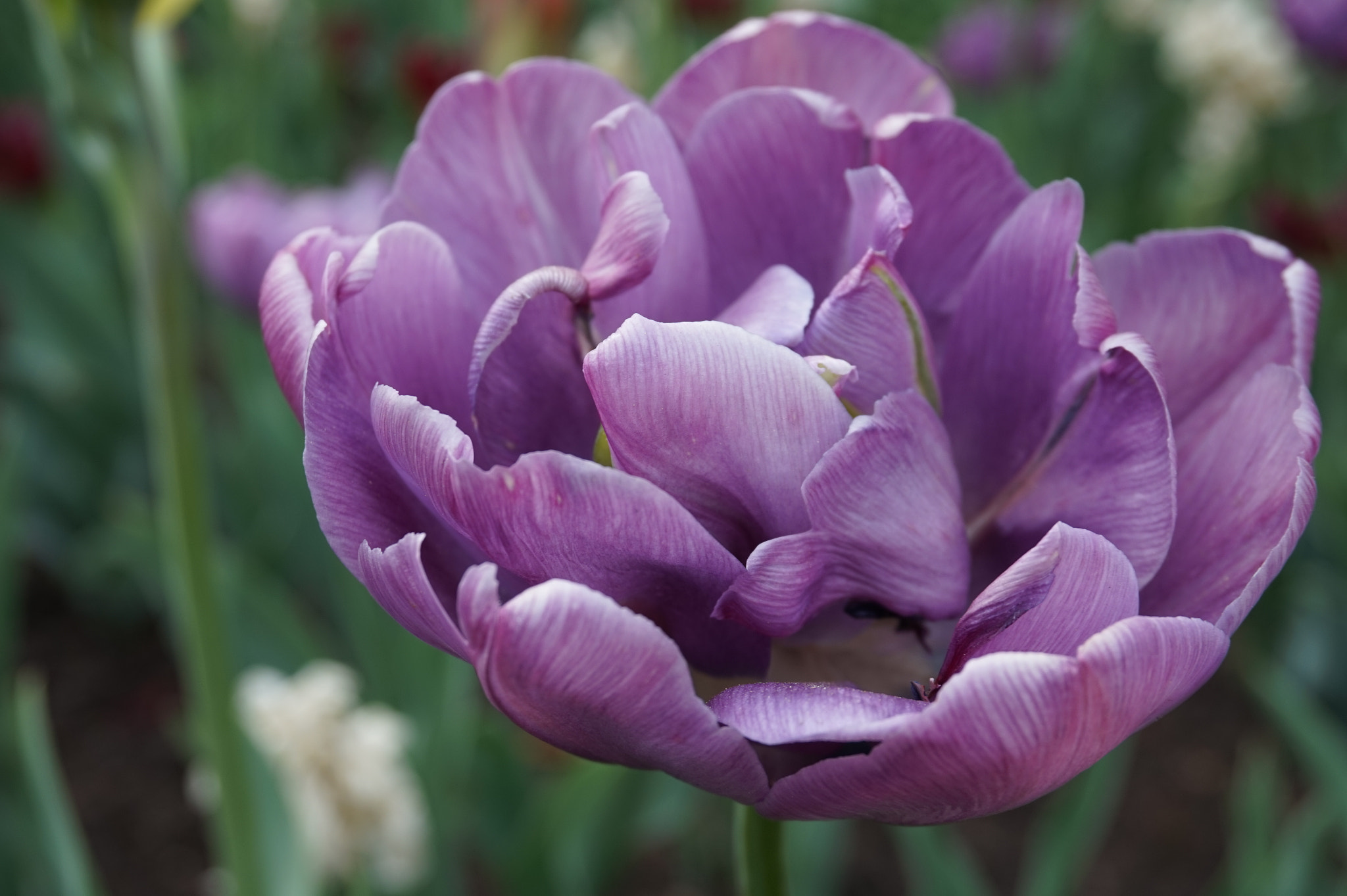 Sony Alpha a5000 (ILCE 5000) + Sony E 18-50mm F4-5.6 sample photo. Ottawa tulip festival photography