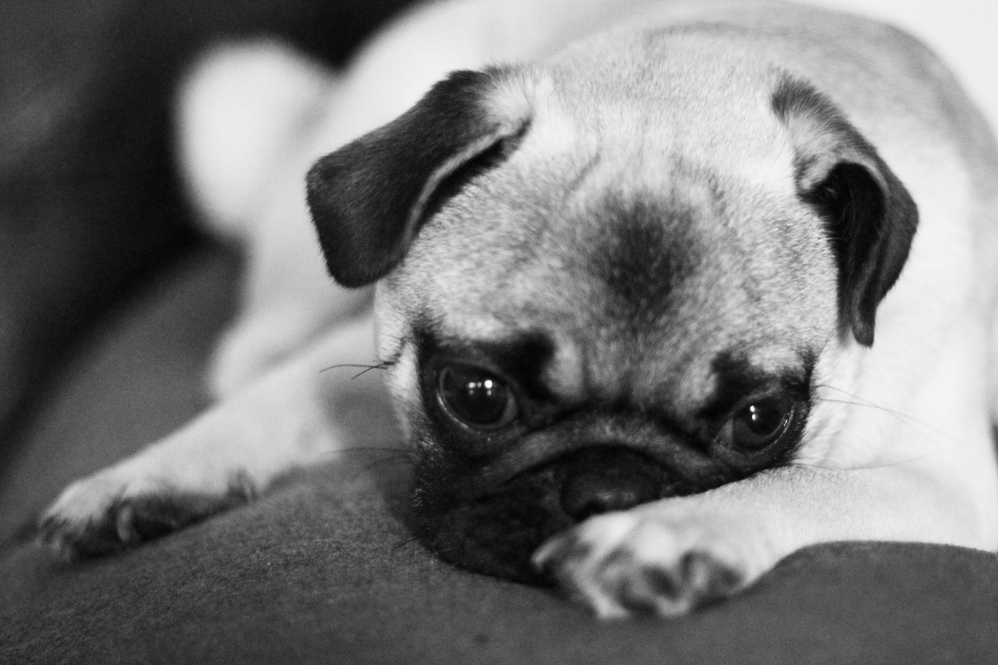 Canon EOS 1100D (EOS Rebel T3 / EOS Kiss X50) sample photo. Lola photography
