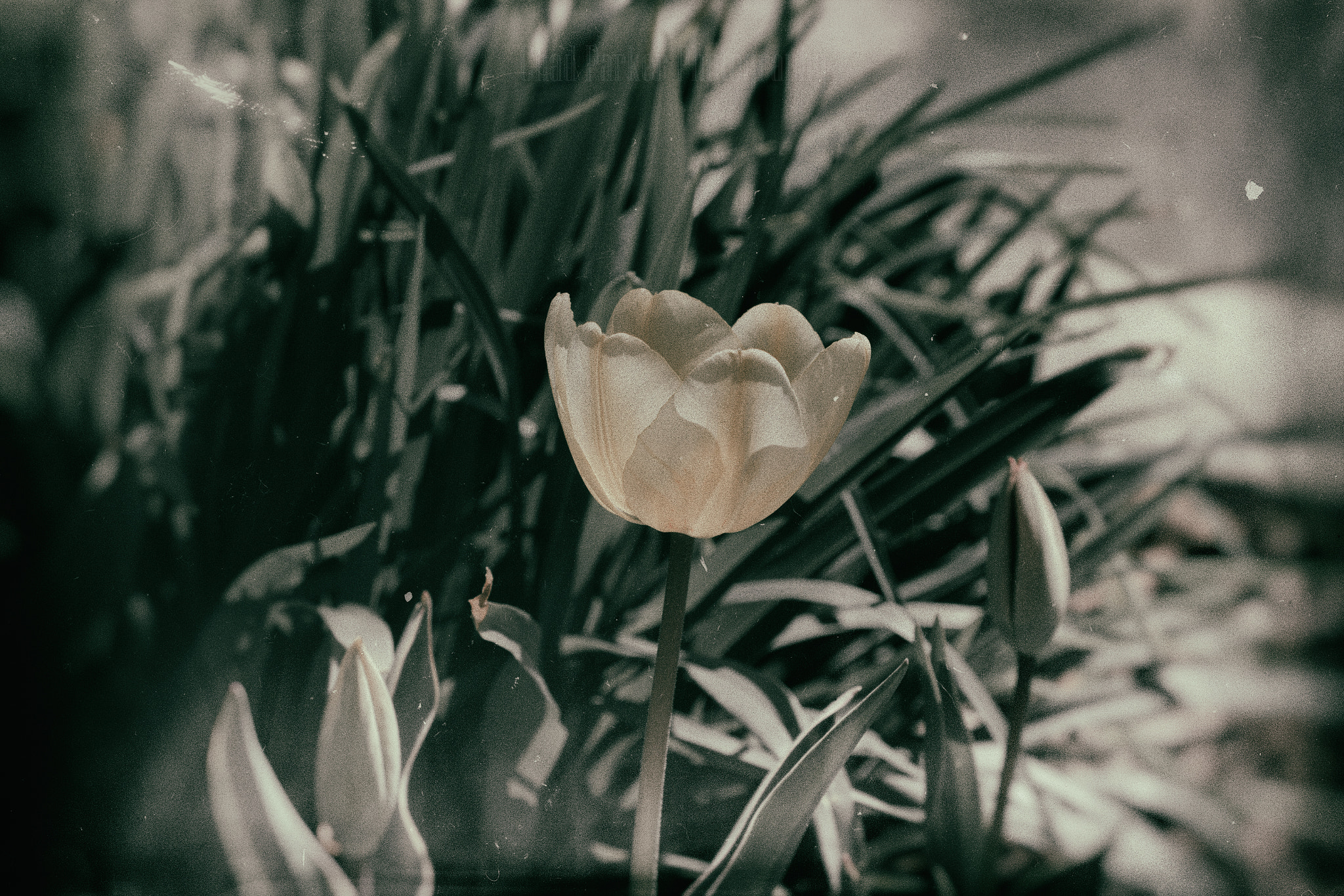 Canon EOS 7D sample photo. Wet plate nature #2 photography