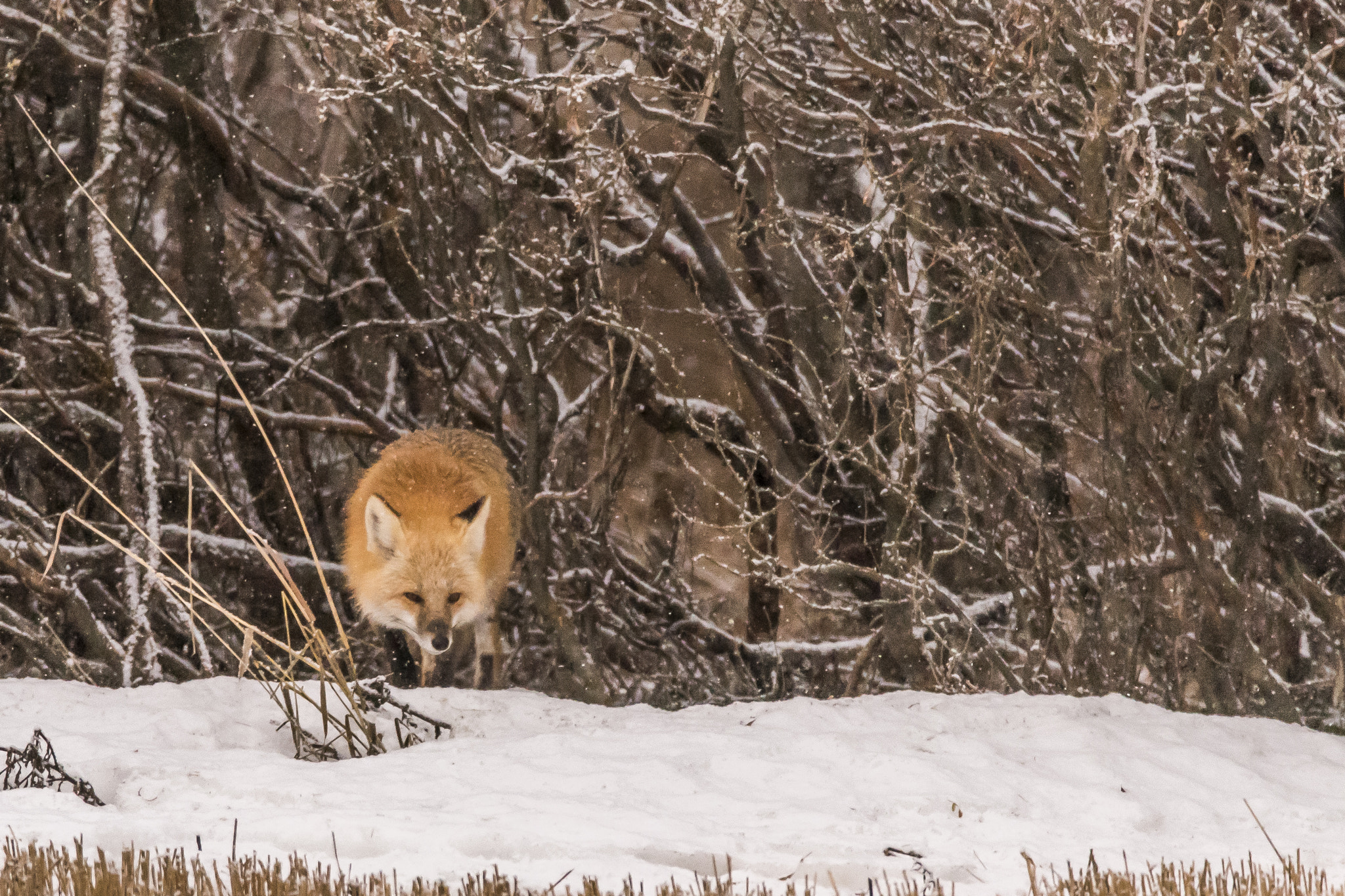 Sigma 150-600mm F5-6.3 DG OS HSM | C sample photo. Red fox photography