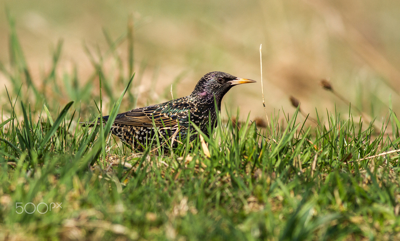 Canon EOS 7D sample photo. Common starling on grass photography