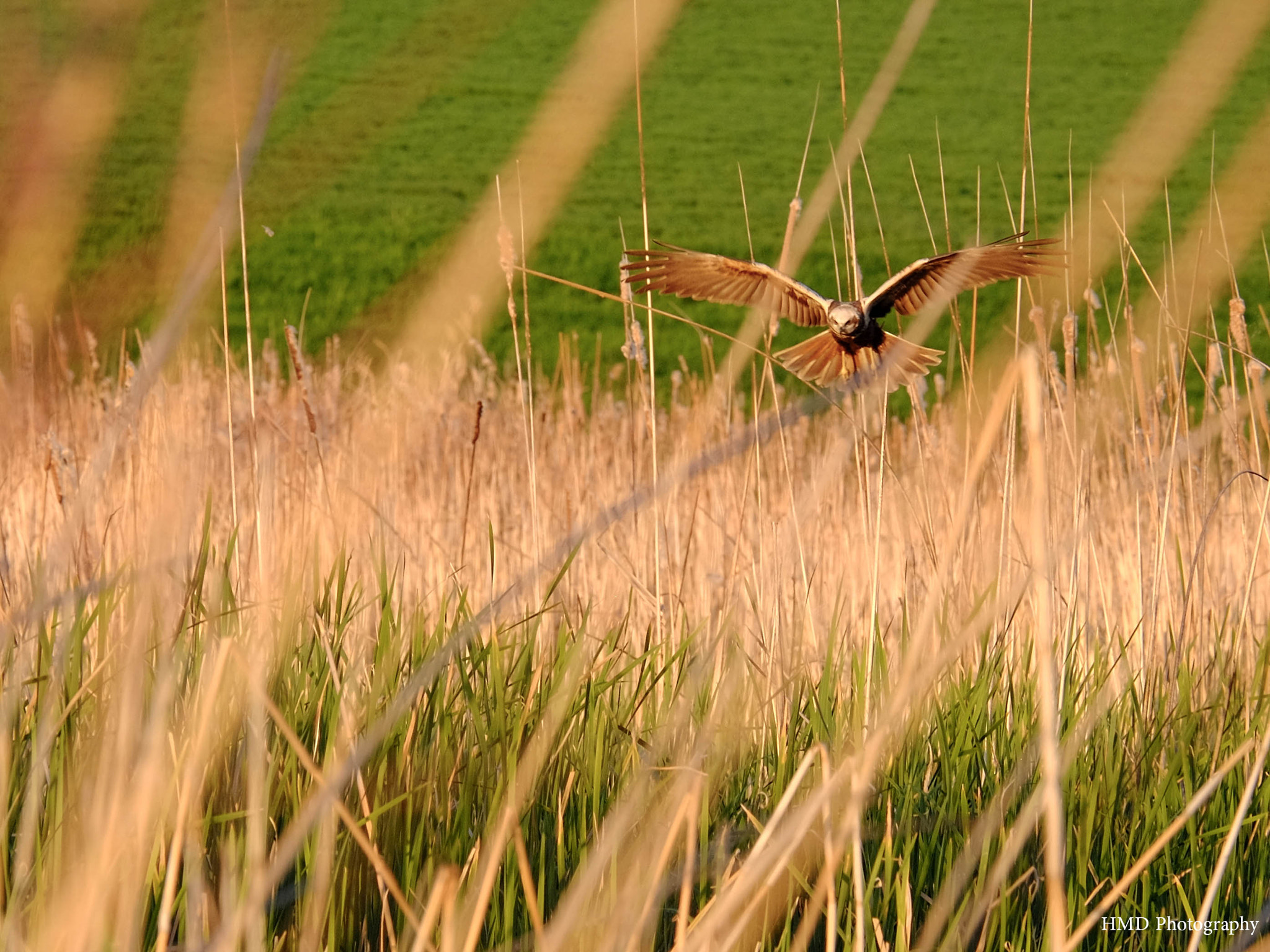 Fujifilm X-T1 sample photo. Through the reeds photography