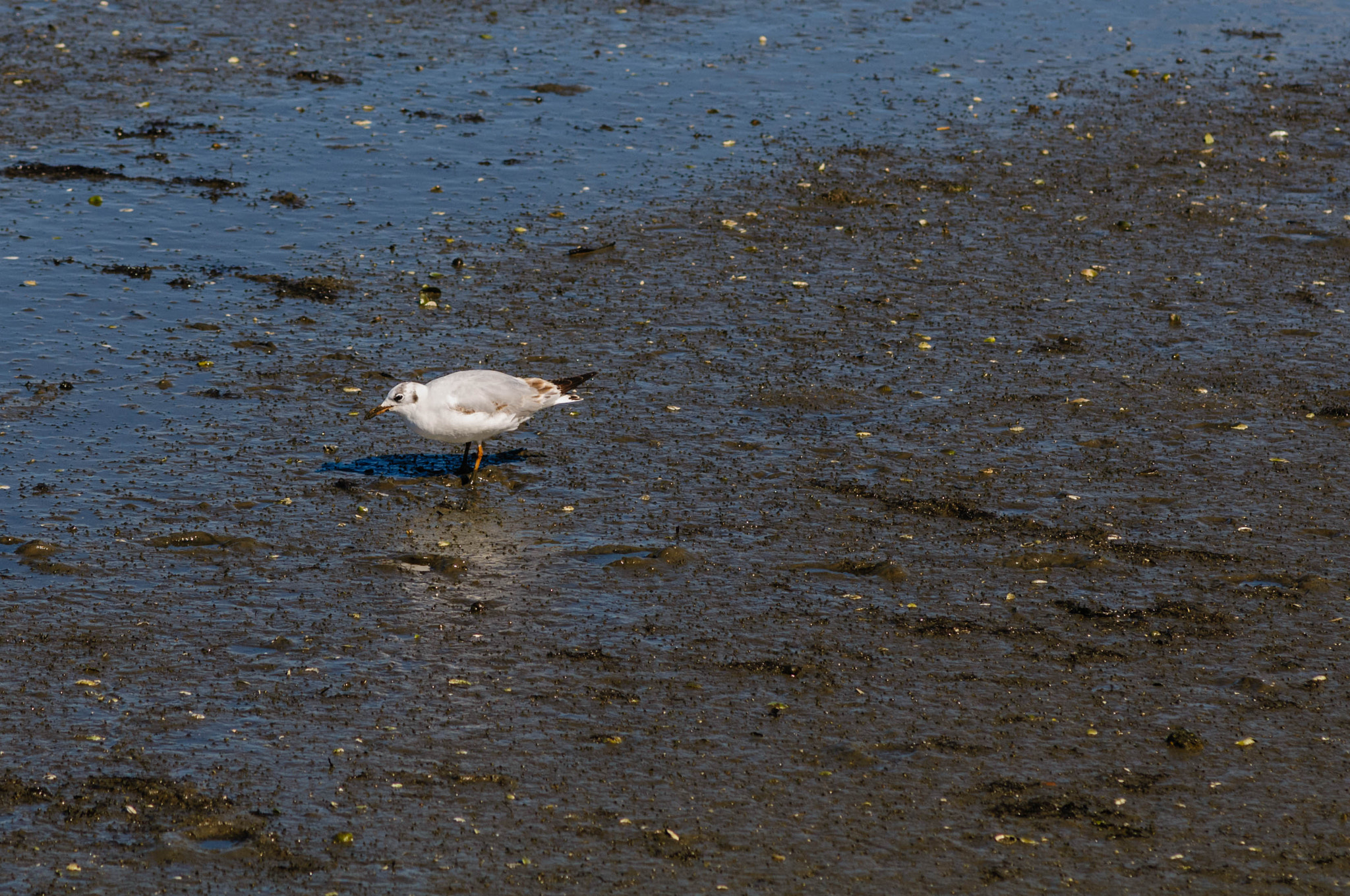 Nikon D300S + Nikon AF Nikkor 180mm F2.8D ED-IF sample photo. 33673360201.jpg photography