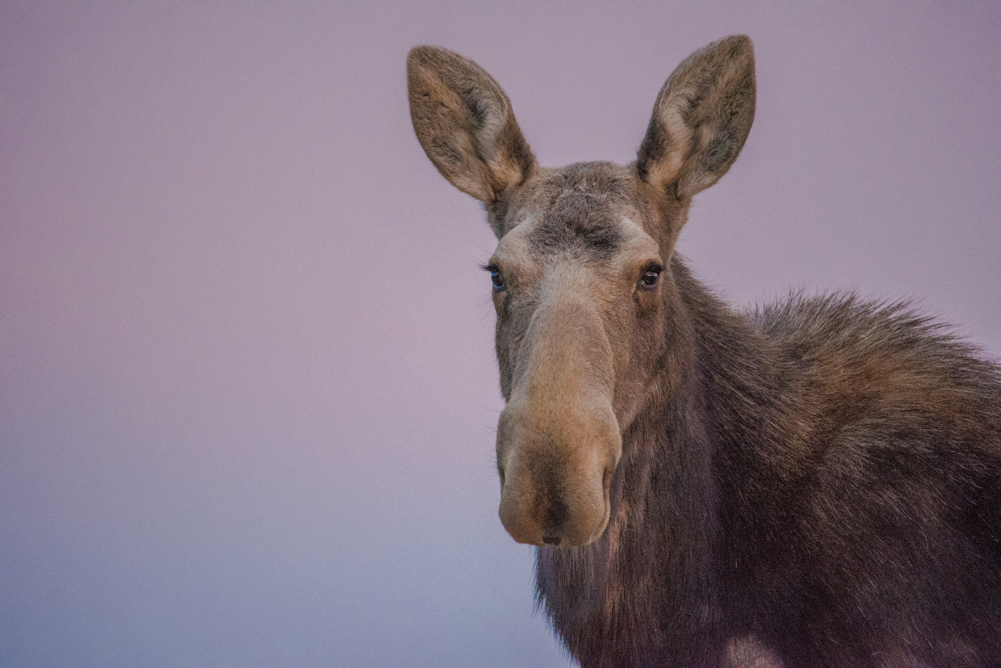 Sigma 150-600mm F5-6.3 DG OS HSM | C sample photo. Spotted photography