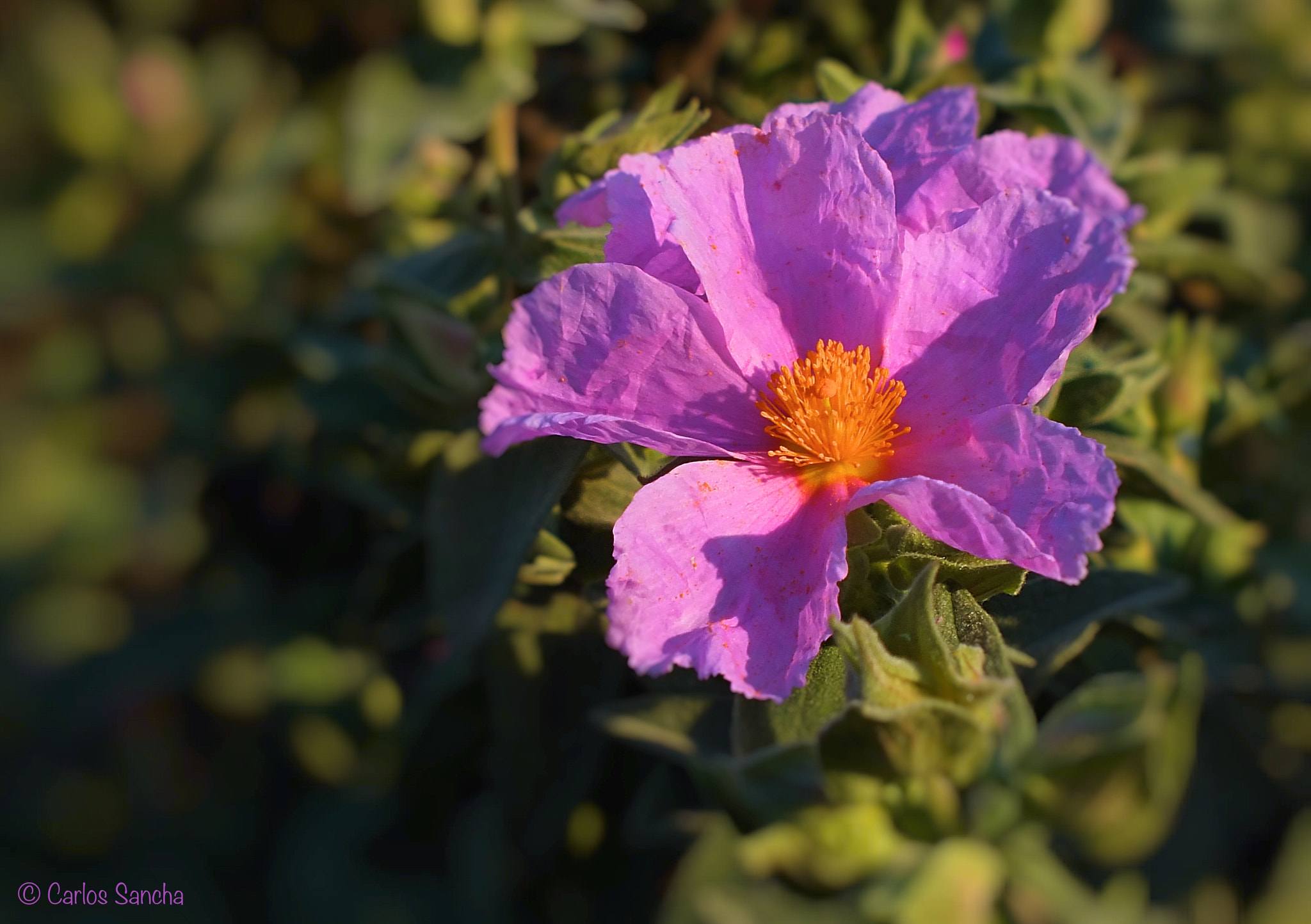 Fujifilm FinePix HS35EXR sample photo. Flor de jara - cistus ladanifer photography