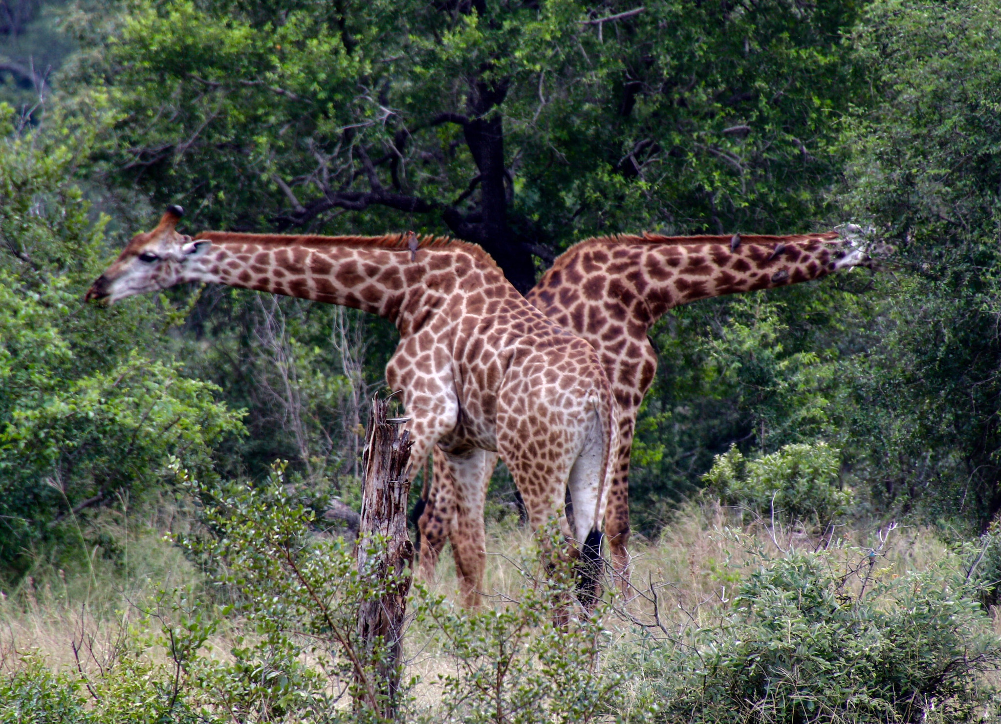 Canon EOS 80D sample photo. Giraffe photography