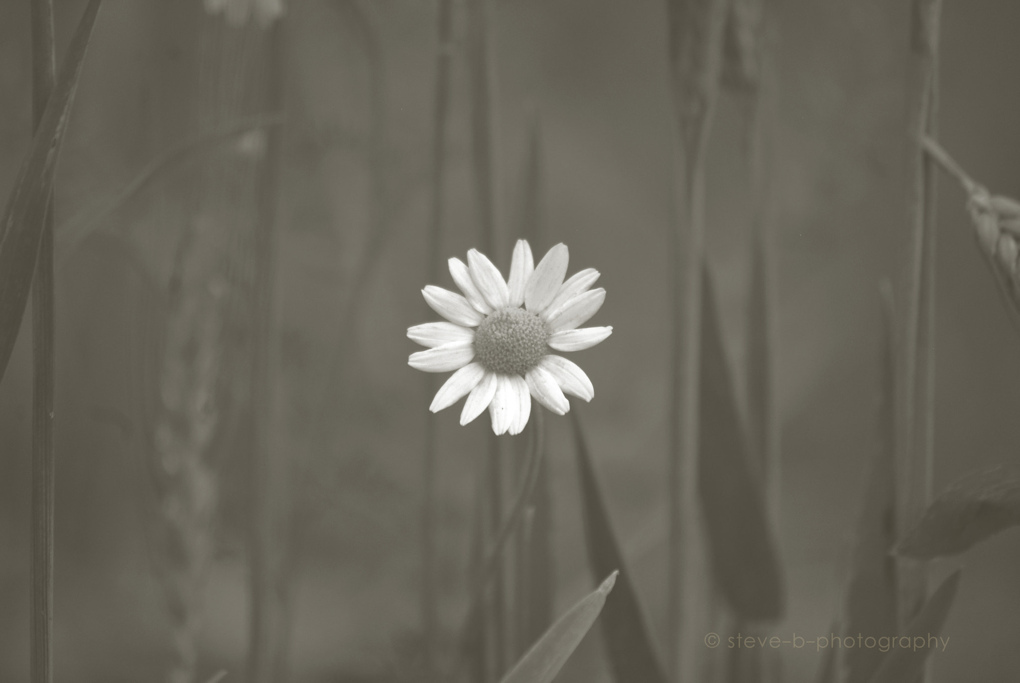 Nikon D3000 sample photo. Standing out photography