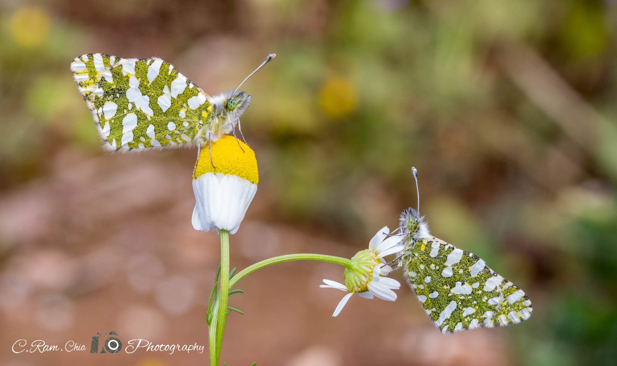 Canon EF 100mm F2.8L Macro IS USM sample photo. Dos bellezas photography