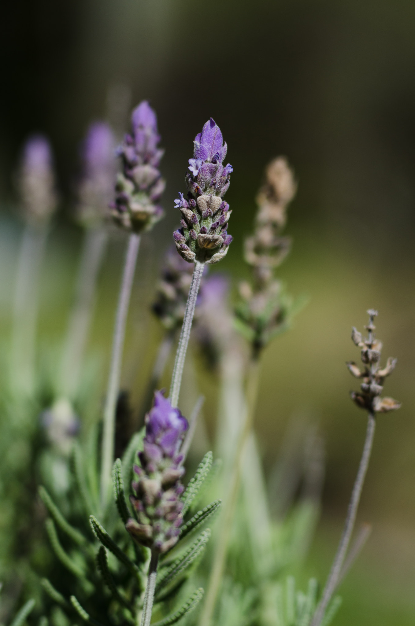 Nikon D7000 + Sigma 50mm F1.4 DG HSM Art sample photo. Lavender photography