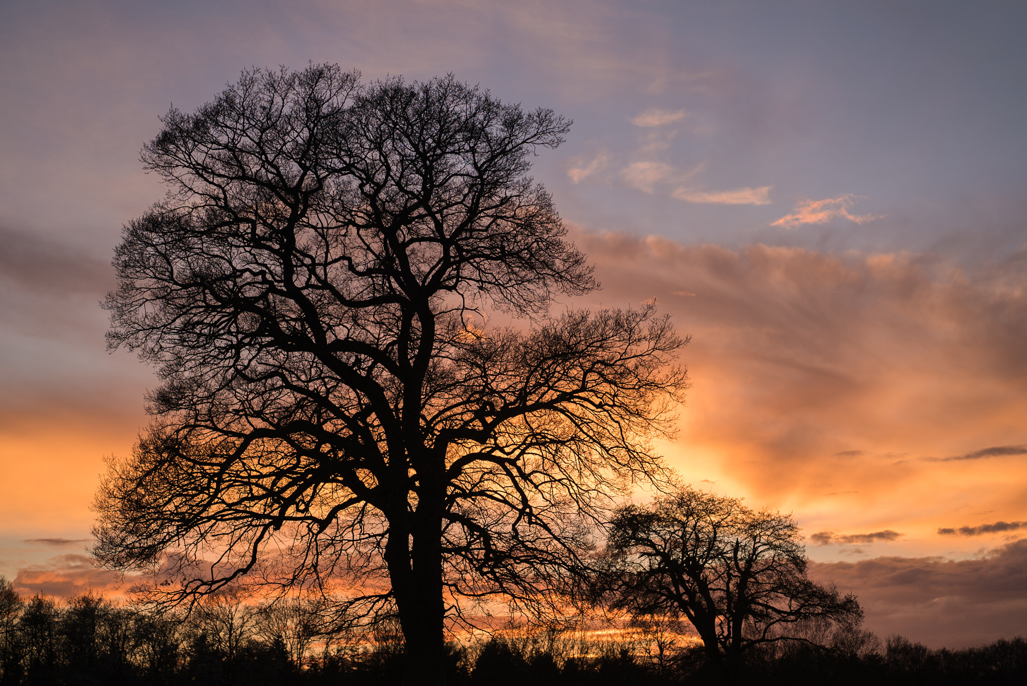 Sony a7S sample photo. Tree at sunset photography