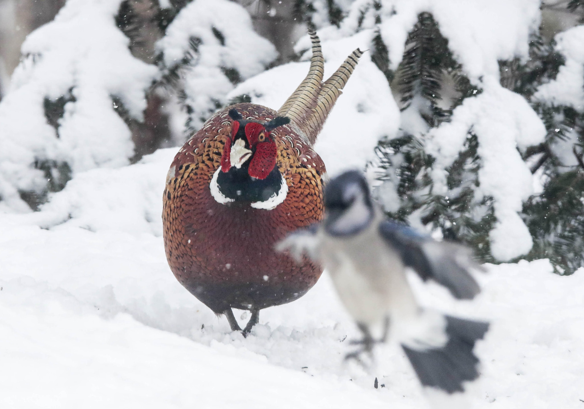 Canon EOS 5DS + Canon EF 300mm F2.8L IS USM sample photo. Red bird blue bird photography