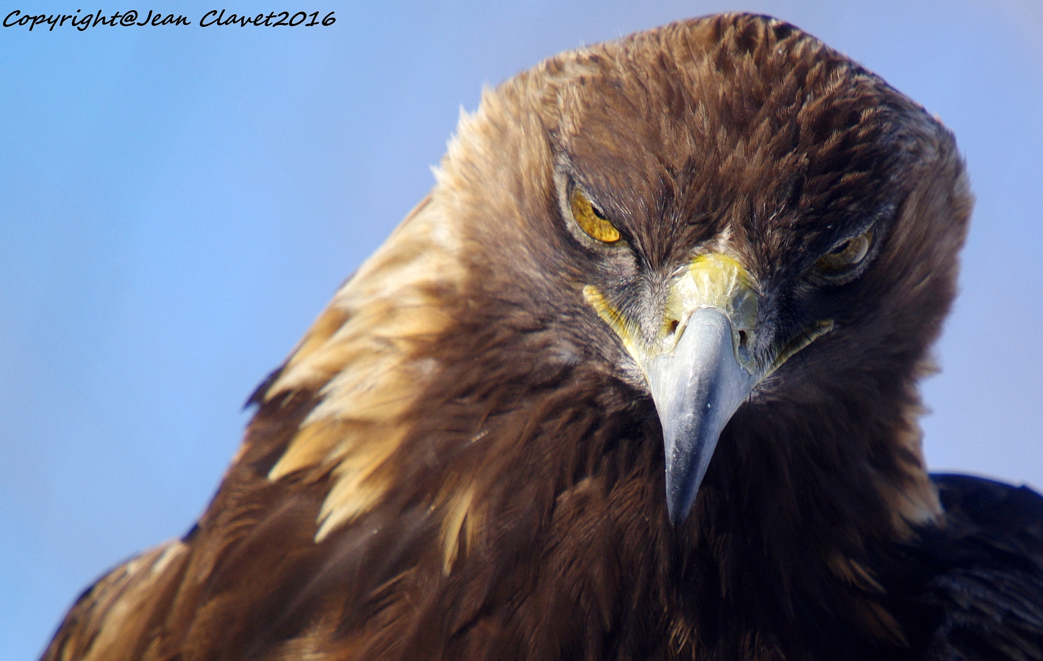 Pentax K-7 sample photo. Aigle royal/ golden eagle photography