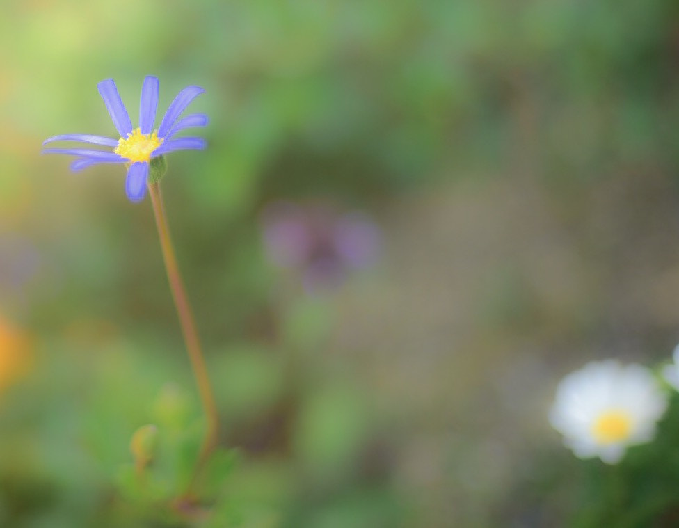 AF Nikkor 50mm f/1.8 sample photo