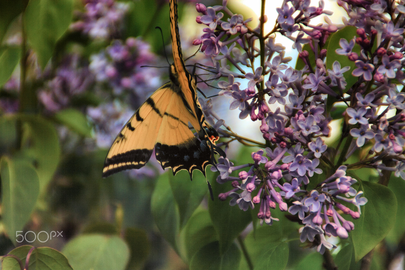 Canon EOS 30D sample photo. Monarch butterfly photography