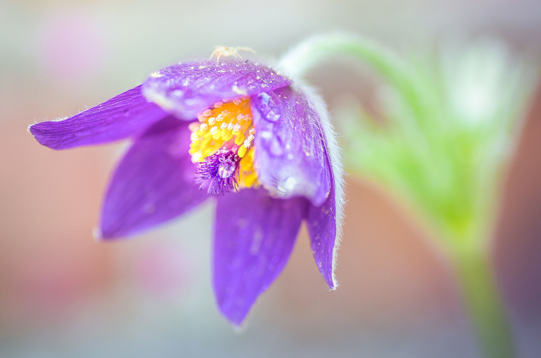 Pentax K-3 + Tamron SP AF 90mm F2.8 Di Macro sample photo. Kuhschelle ii photography