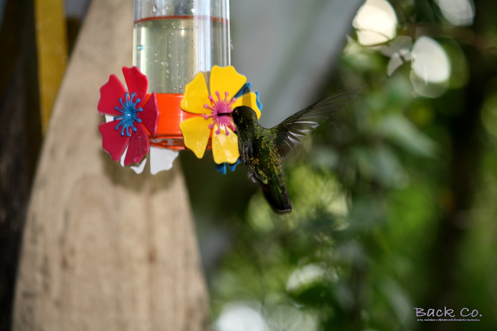 Canon EF-S 55-250mm F4-5.6 IS sample photo. Portifolio photography