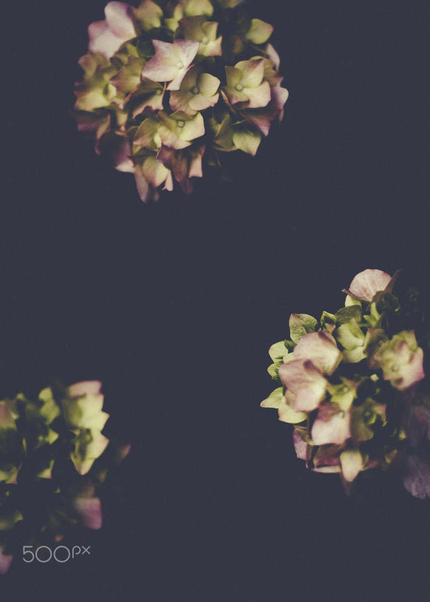 Nikon D90 + Nikon AF Nikkor 50mm F1.8D sample photo. T r i p t i c o ii photography