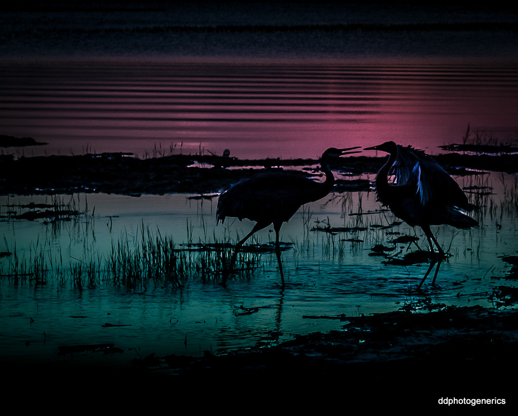 Canon EOS 1100D (EOS Rebel T3 / EOS Kiss X50) sample photo. And the night begins... photography