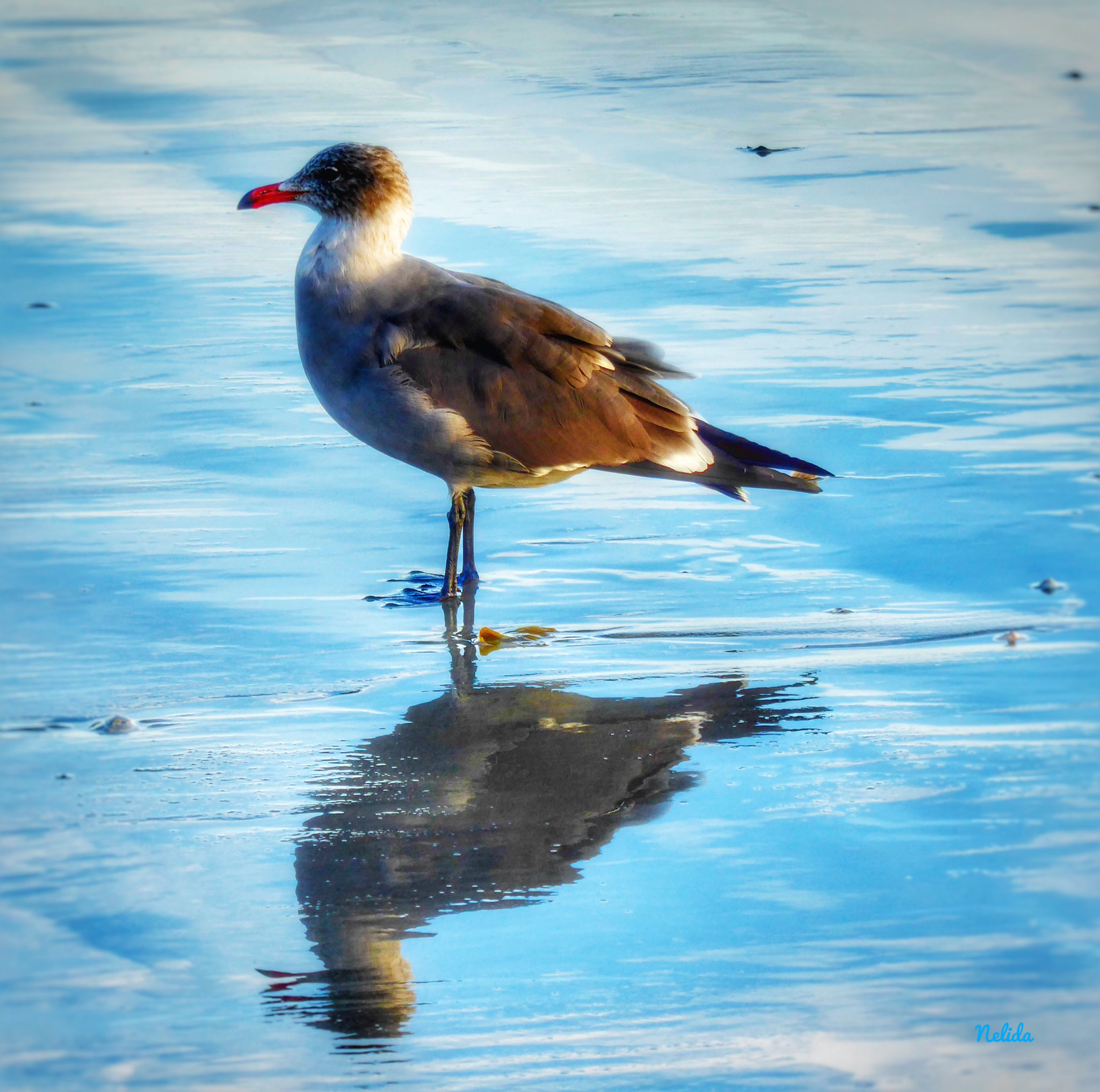 Panasonic Lumix DMC-ZS50 (Lumix DMC-TZ70) sample photo. Seagull reflexion ! photography