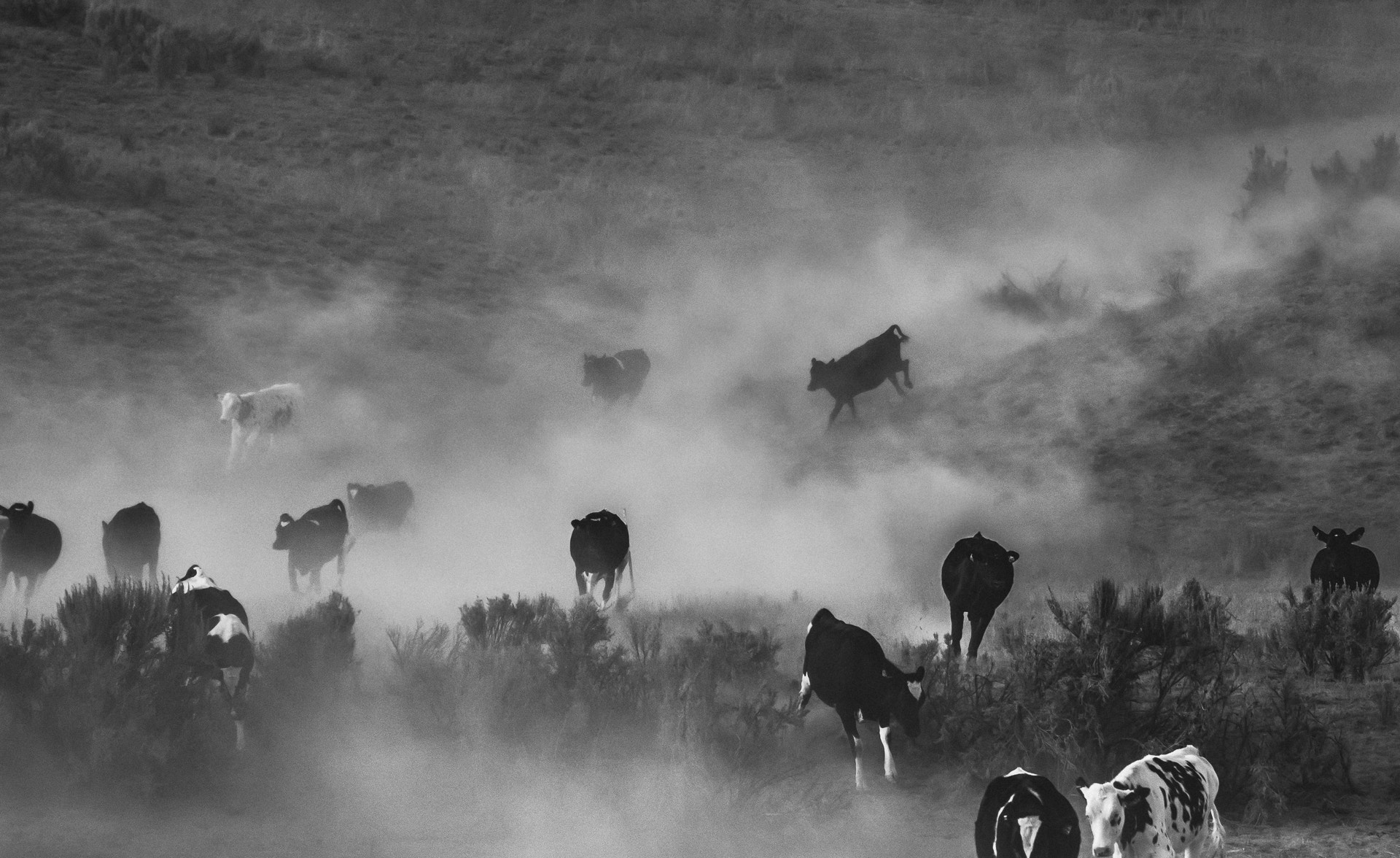 Nikon AF-S Nikkor 24-120mm F4G ED VR sample photo. Cows photography
