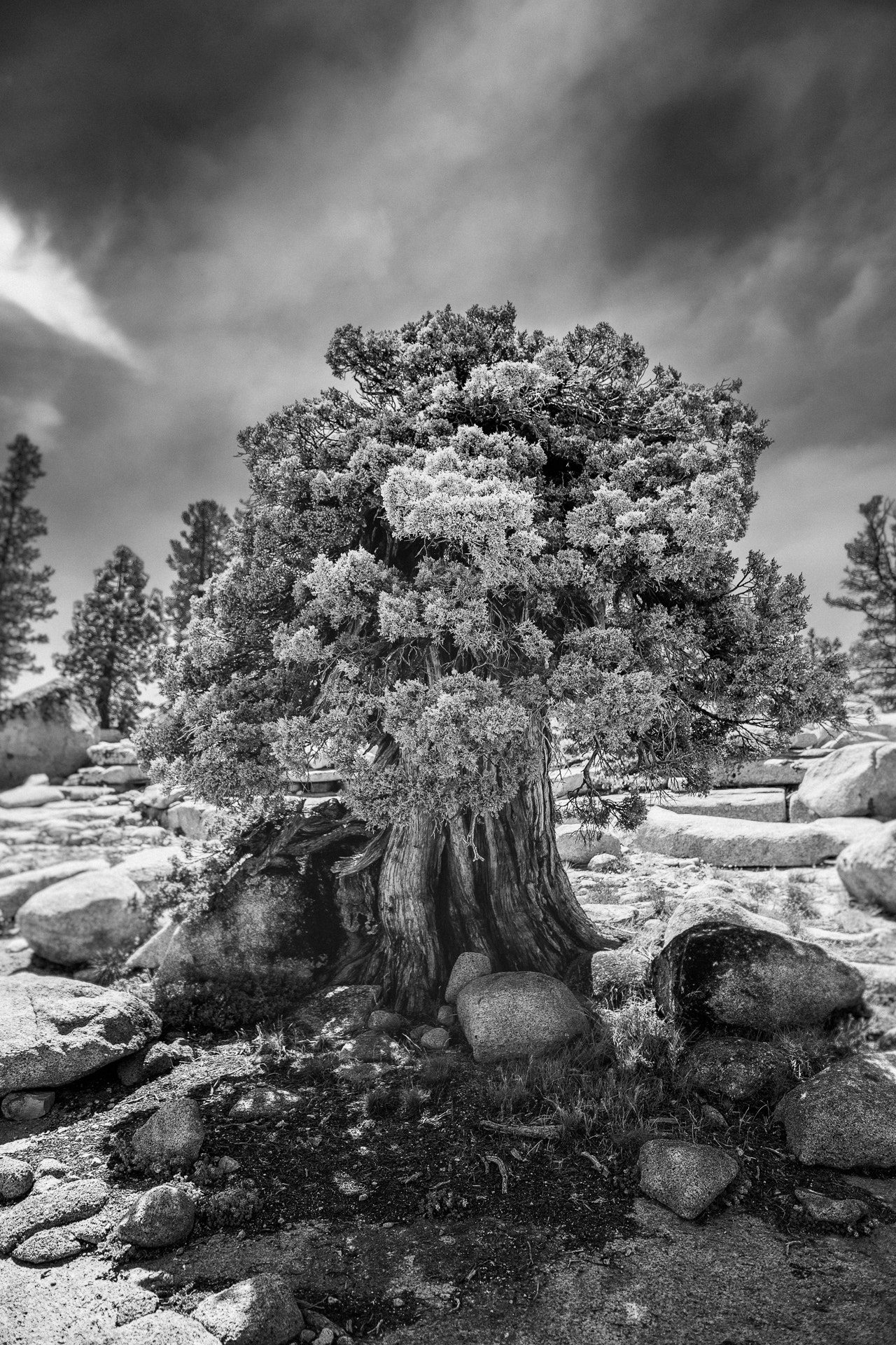 Sigma 18-35mm F1.8 DC HSM Art sample photo. Yosemite_02 photography