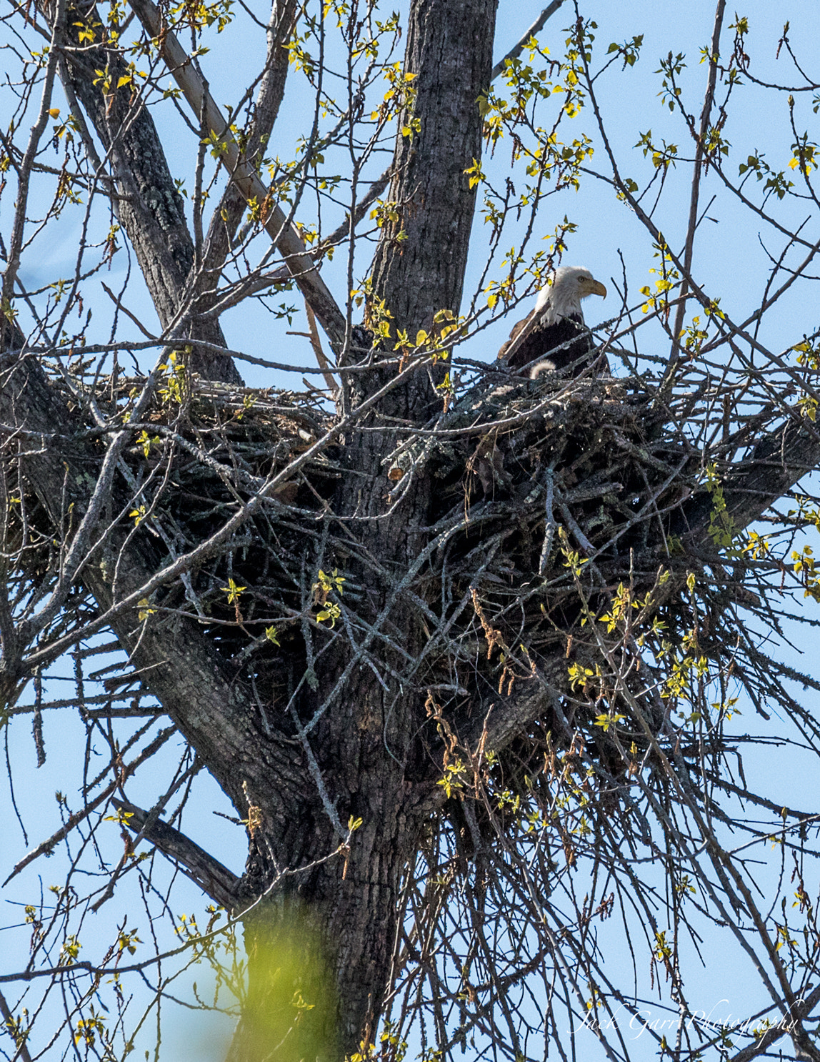 Canon EOS-1D X Mark II sample photo. Bald eagle with eaglet in front photography
