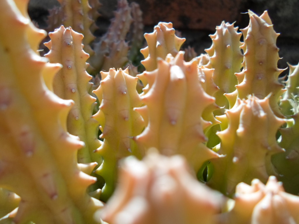Samsung ST66 / ST68 sample photo. Cactus photography
