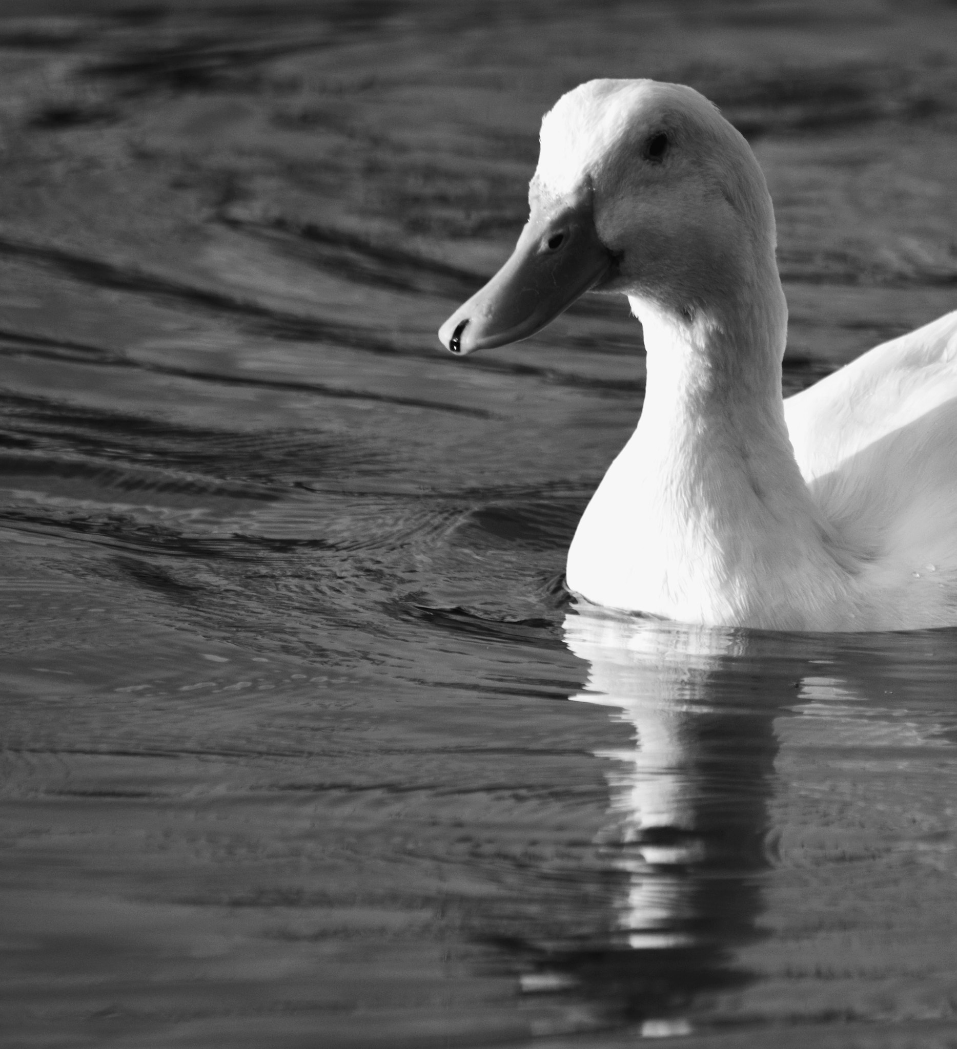 Sigma 70-300mm F4-5.6 APO DG Macro sample photo. Paths on water photography