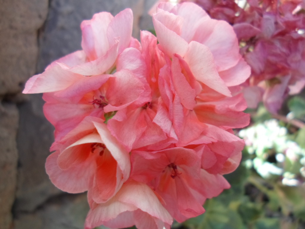 Samsung ST66 / ST68 sample photo. Flor photography